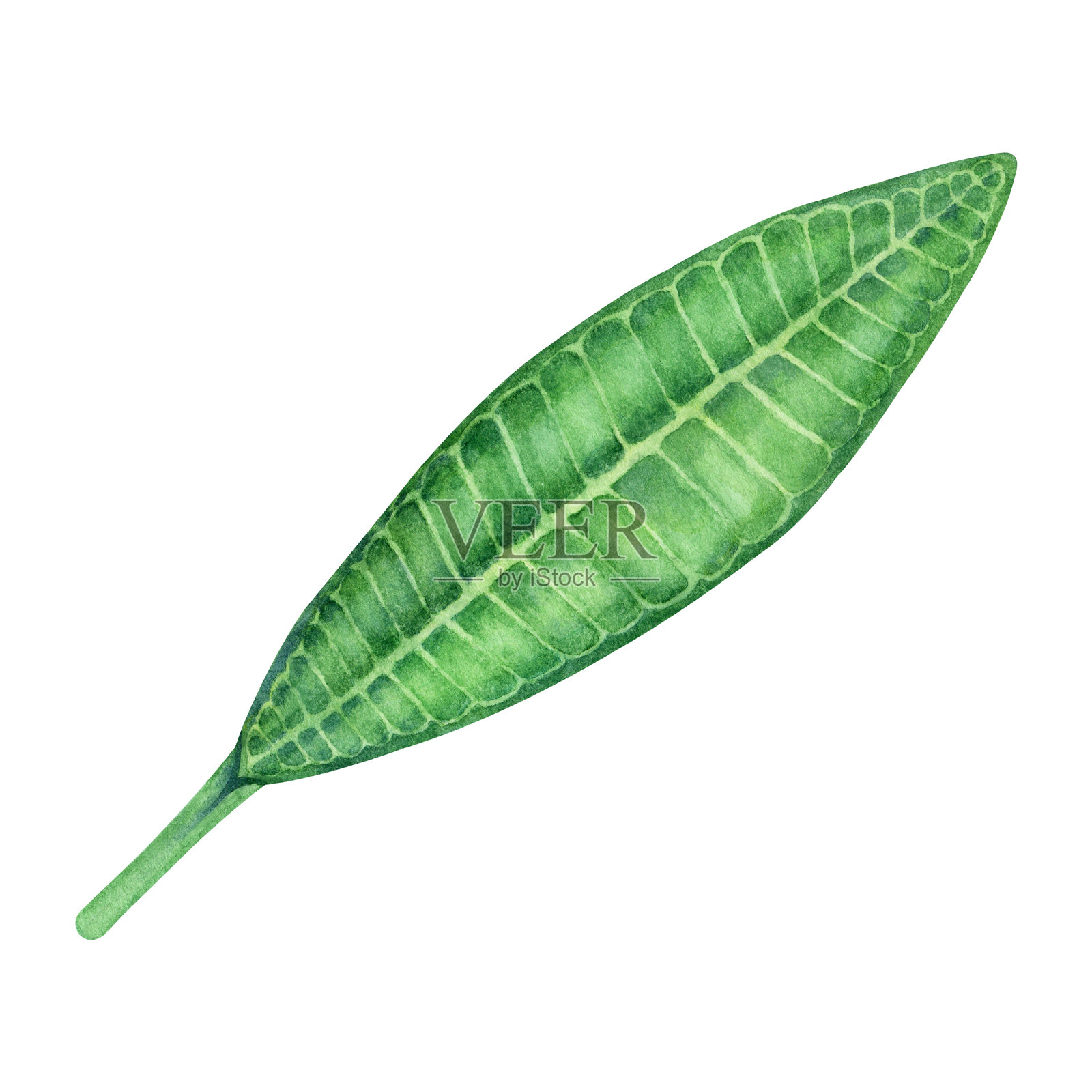 手绘的绿色夹竹桃叶插图,背景为白色。插画图片素材