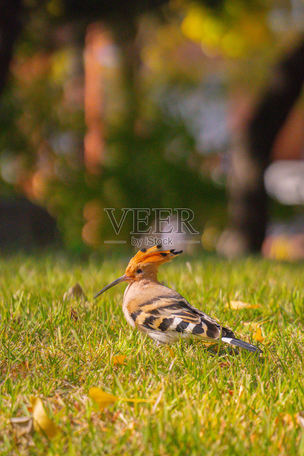 来自韩国的戴胜鸟照片摄影图片