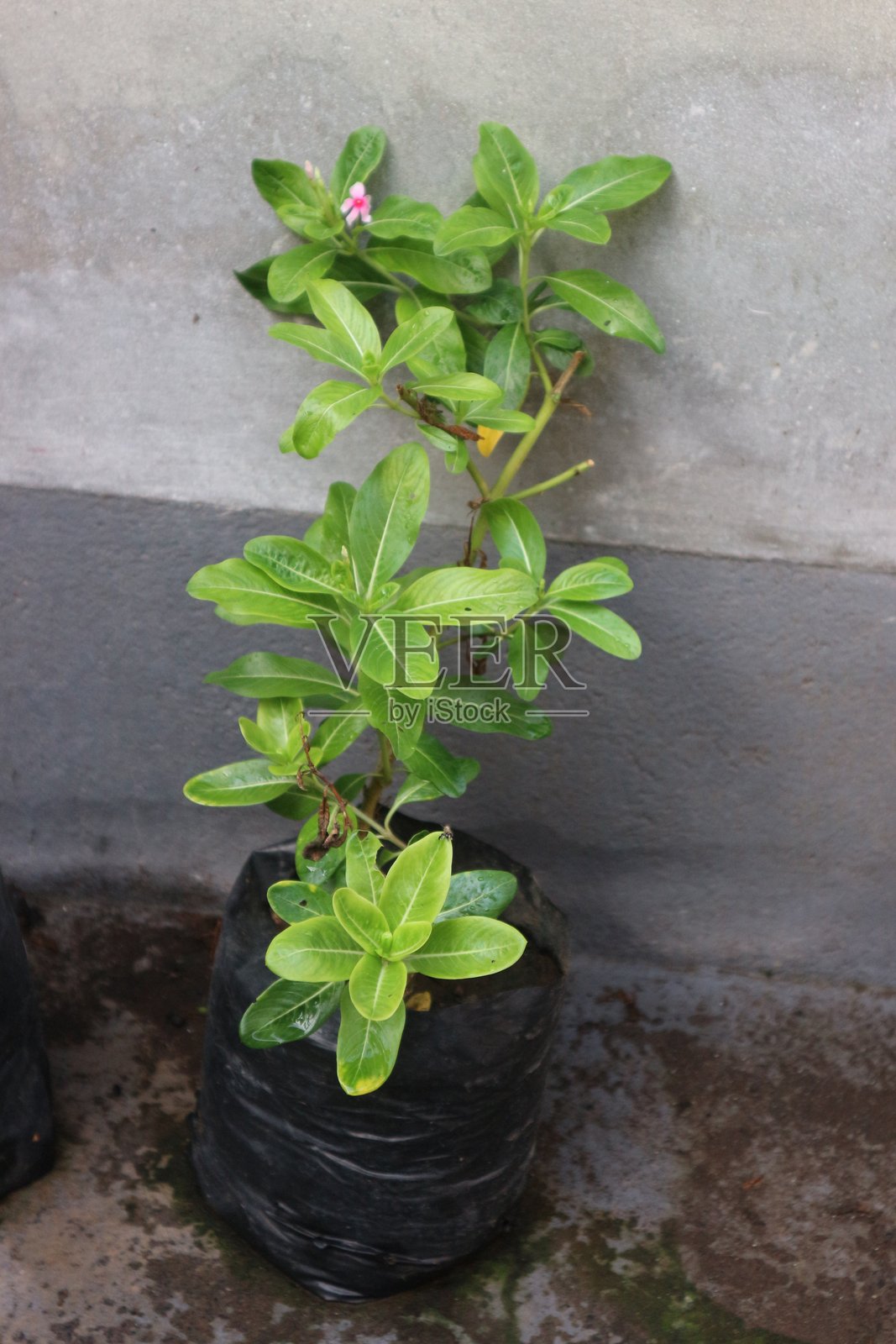 美丽花形和色彩的长春花植物照片摄影图片