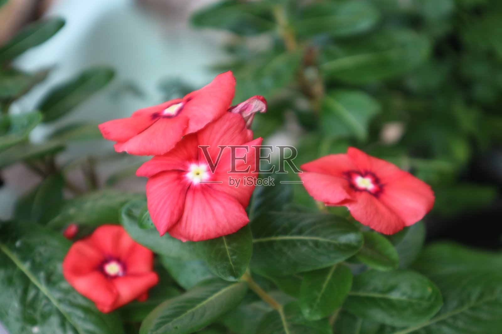 美丽花形和色彩的长春花植物照片摄影图片