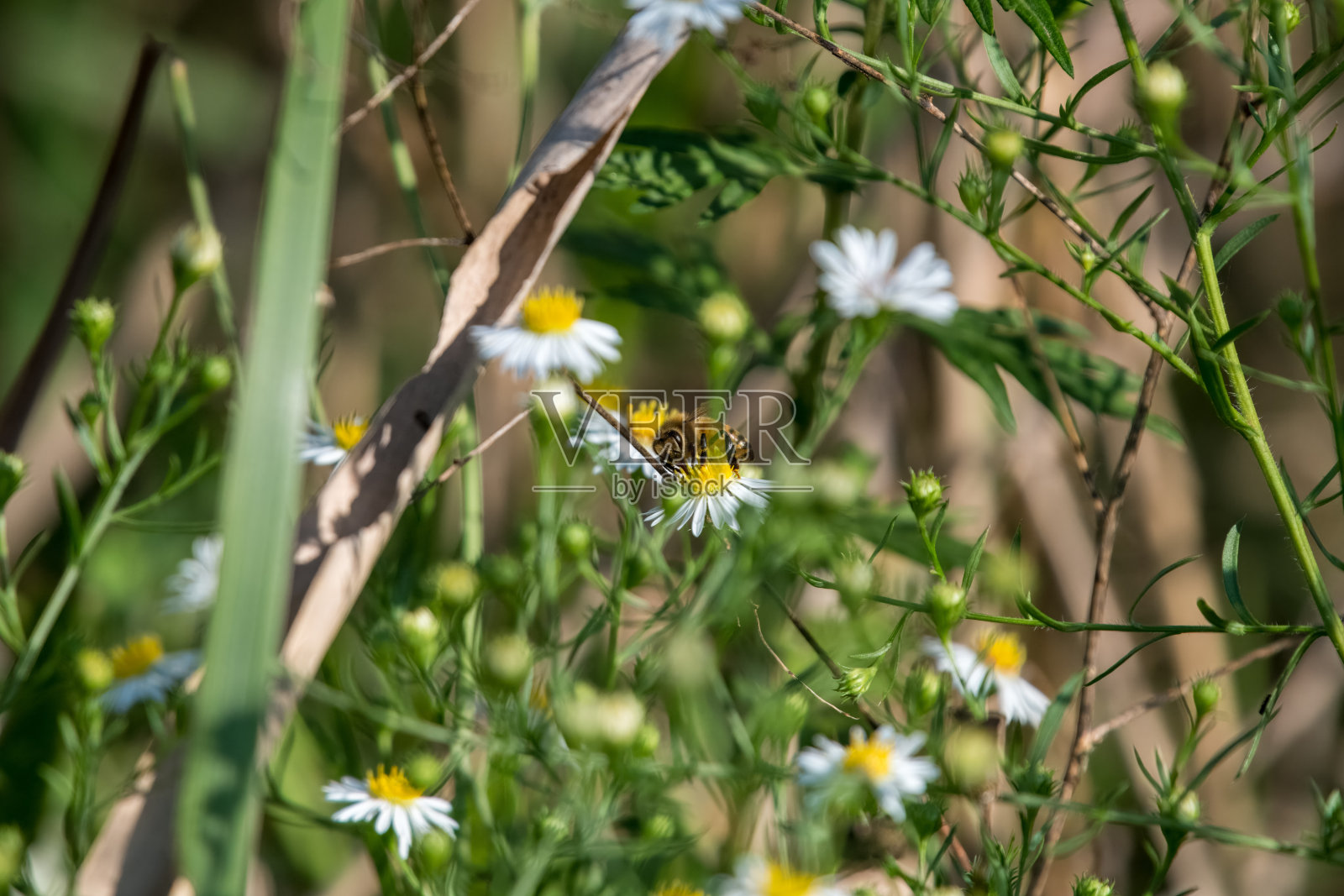 蜜蜂在白色花朵上采集蜂蜜。照片摄影图片