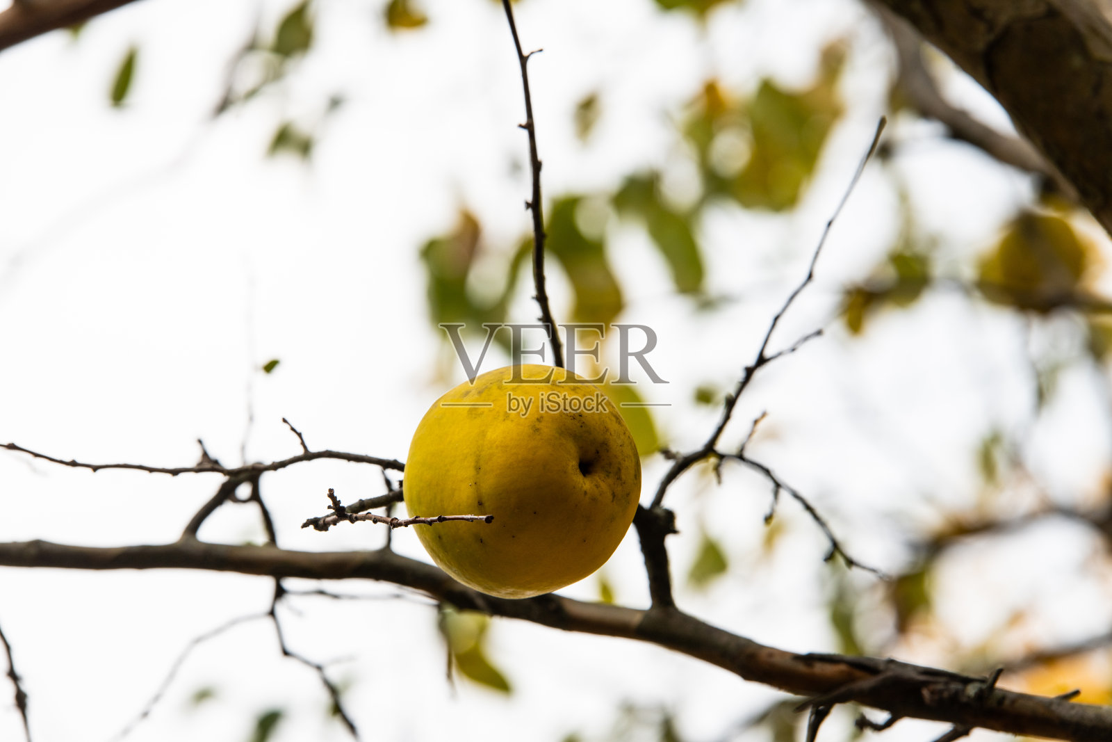 秋天树上挂着的榅桲果照片摄影图片