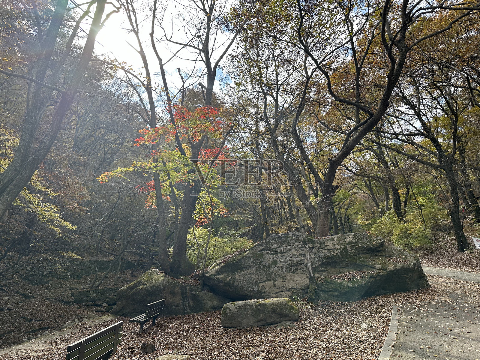 韩国的秋叶照片摄影图片