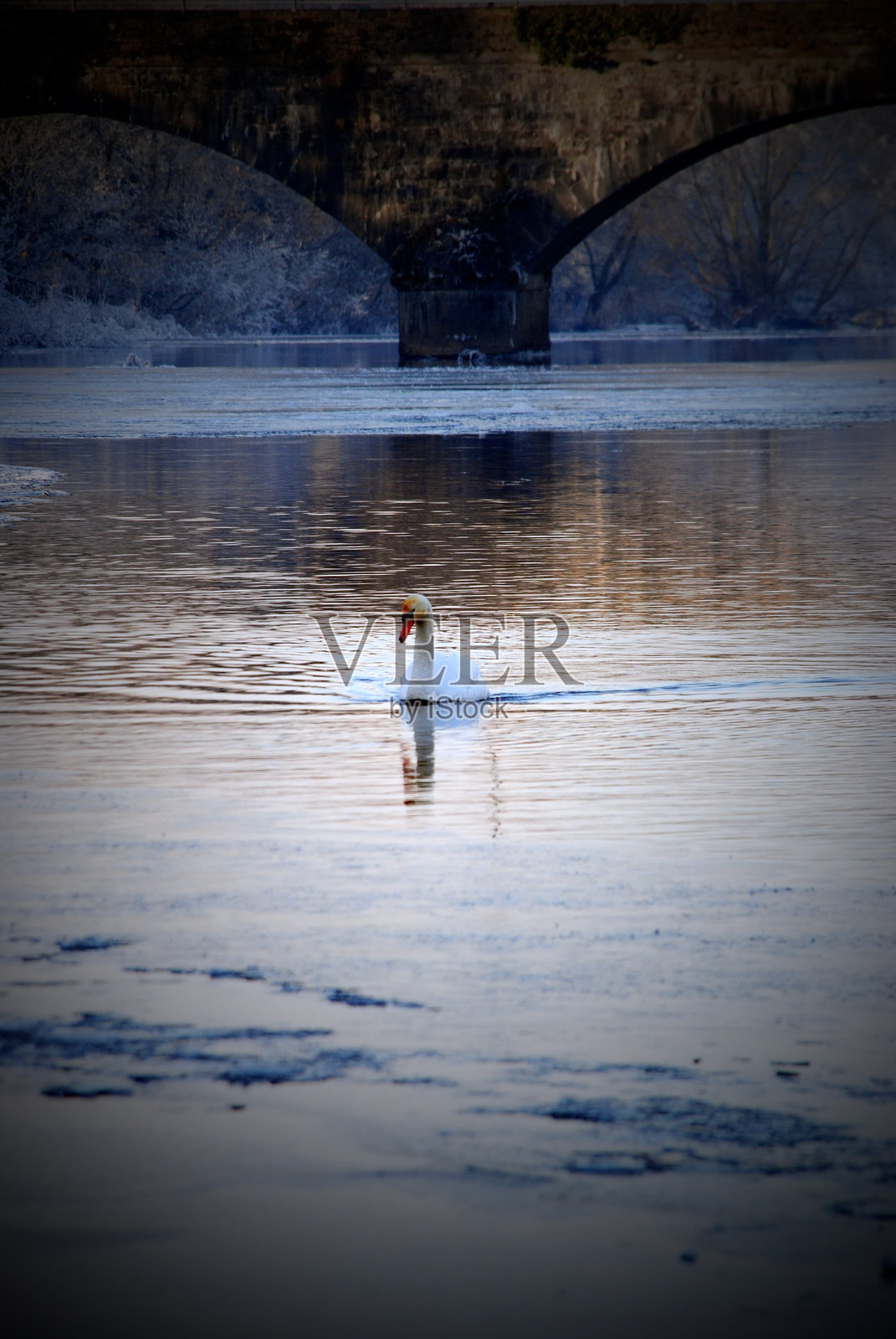 一只优雅而宁静的天鹅在历史悠久的桥下平滑地滑行于宁静的水面上照片摄影图片