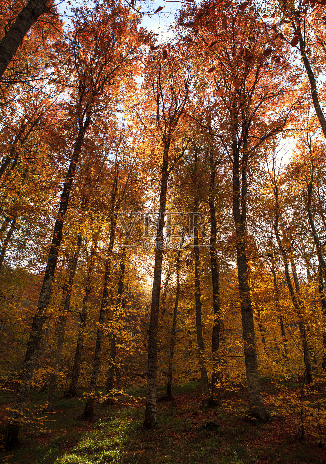 秋天的色彩:九月、十月和十一月是大自然中树木、森林和动物的秋季月份。红色、黄色、棕色和绿色的树叶和颜色倒映在湖中。村舍、森林房屋、带有秋天色彩的树木、雾、烟照片摄影图片