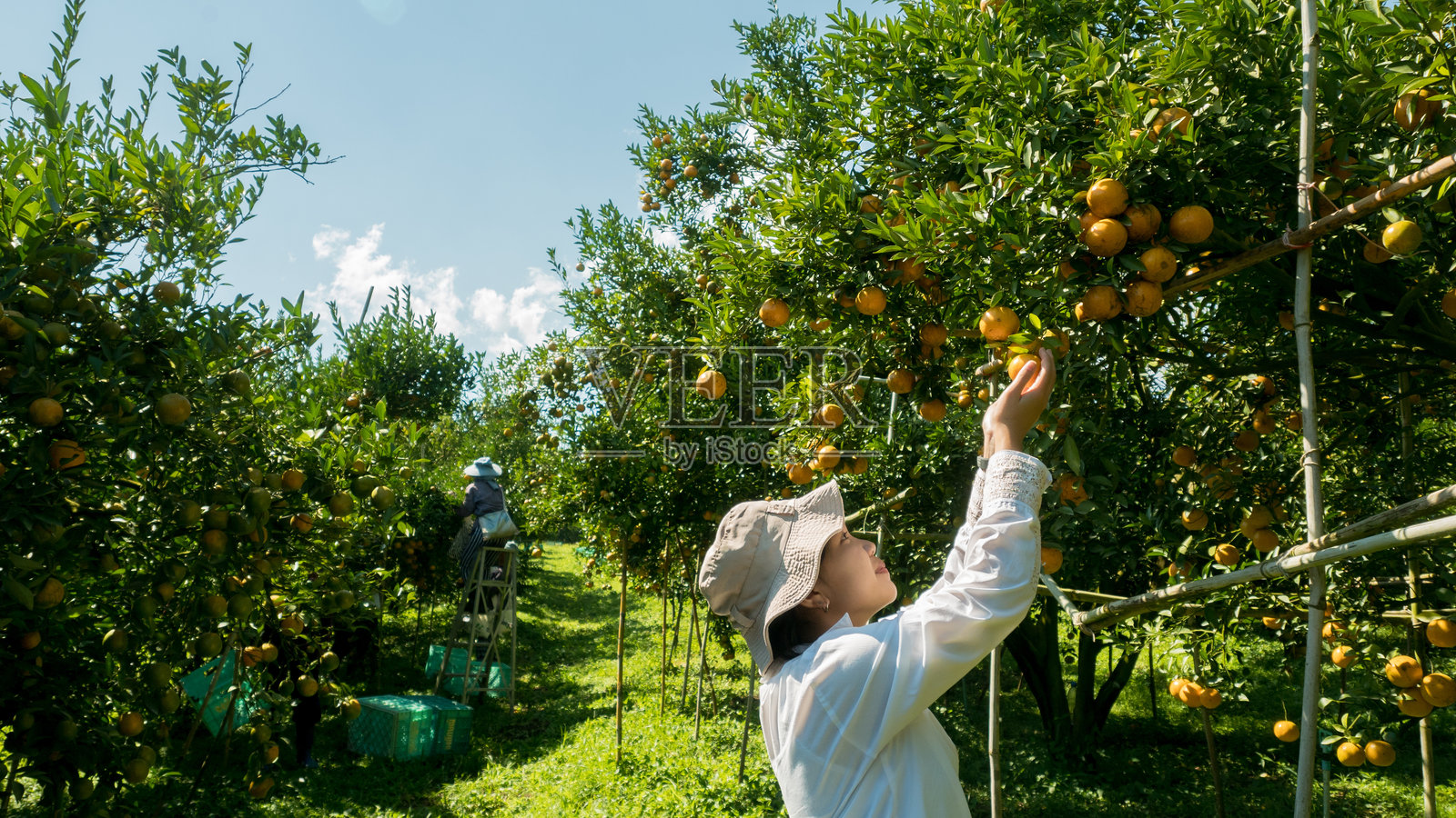 少女在农场采摘橙子照片摄影图片