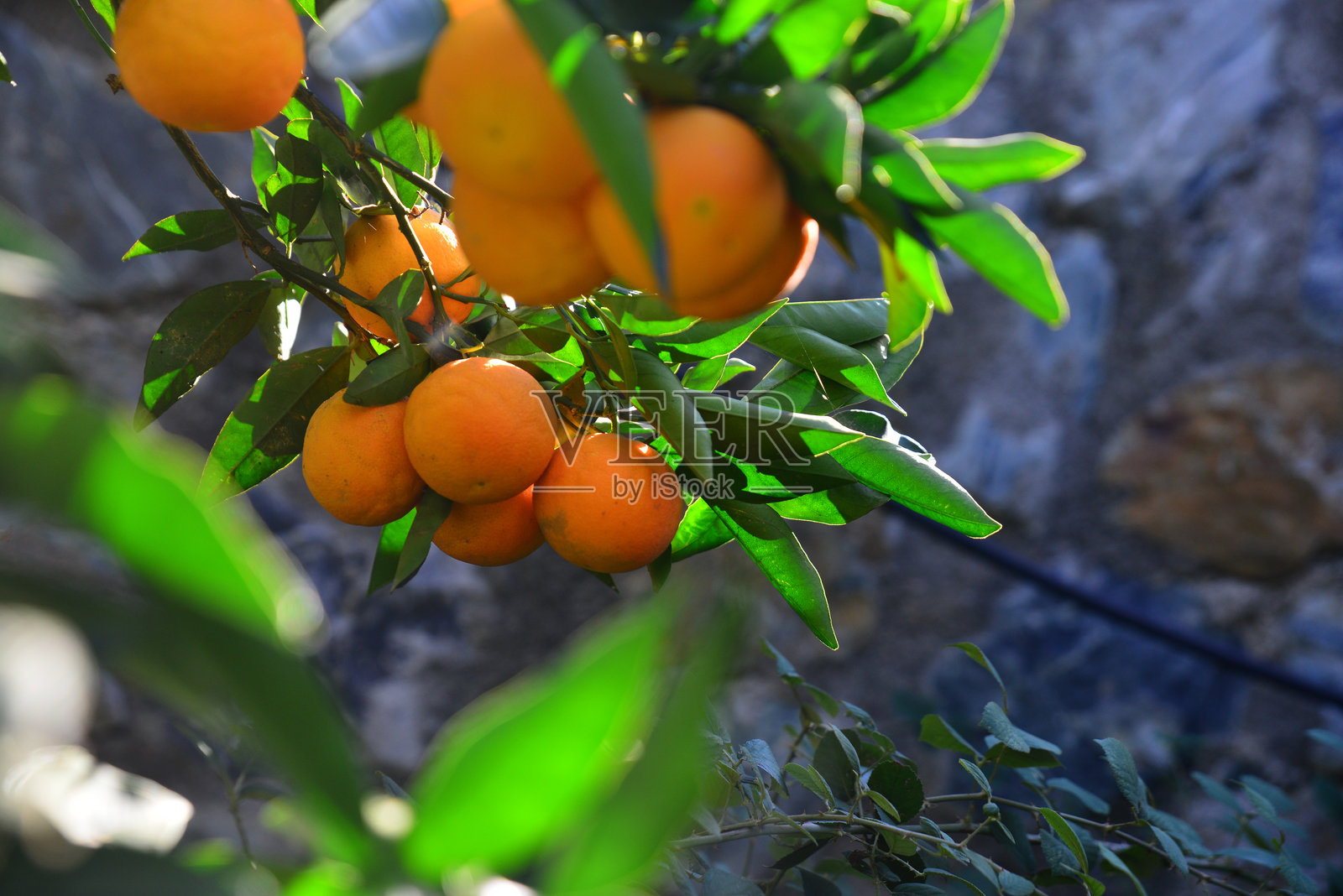 橙色照片摄影图片