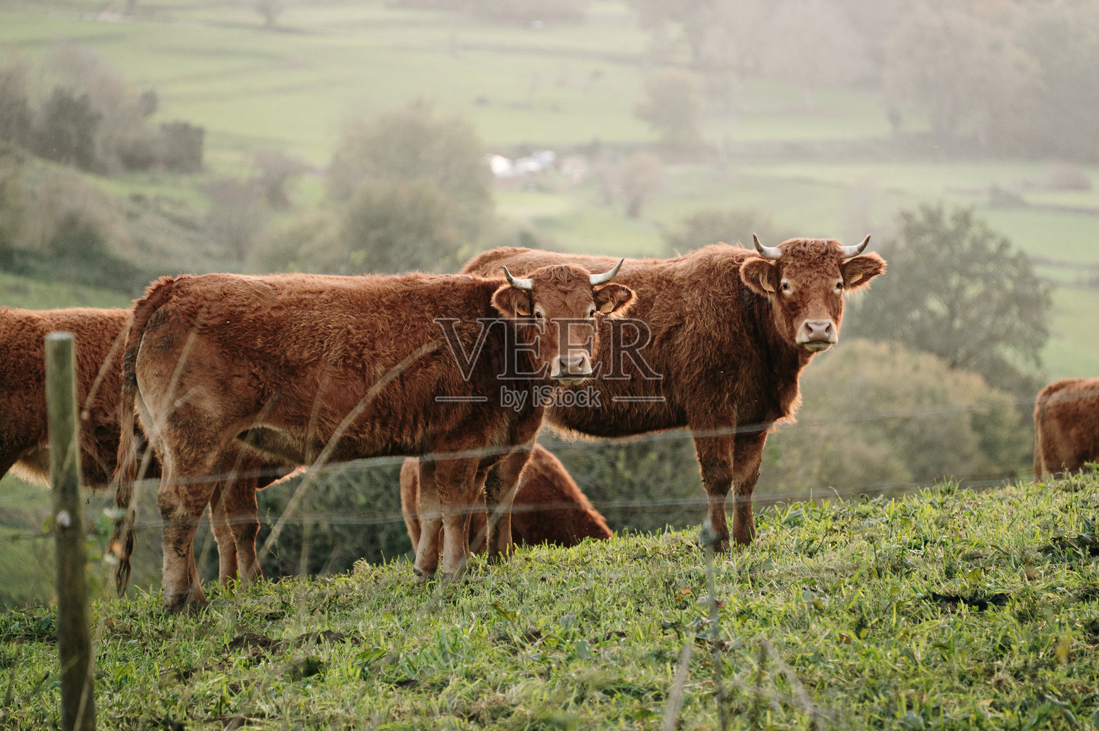利穆赞牛照片摄影图片