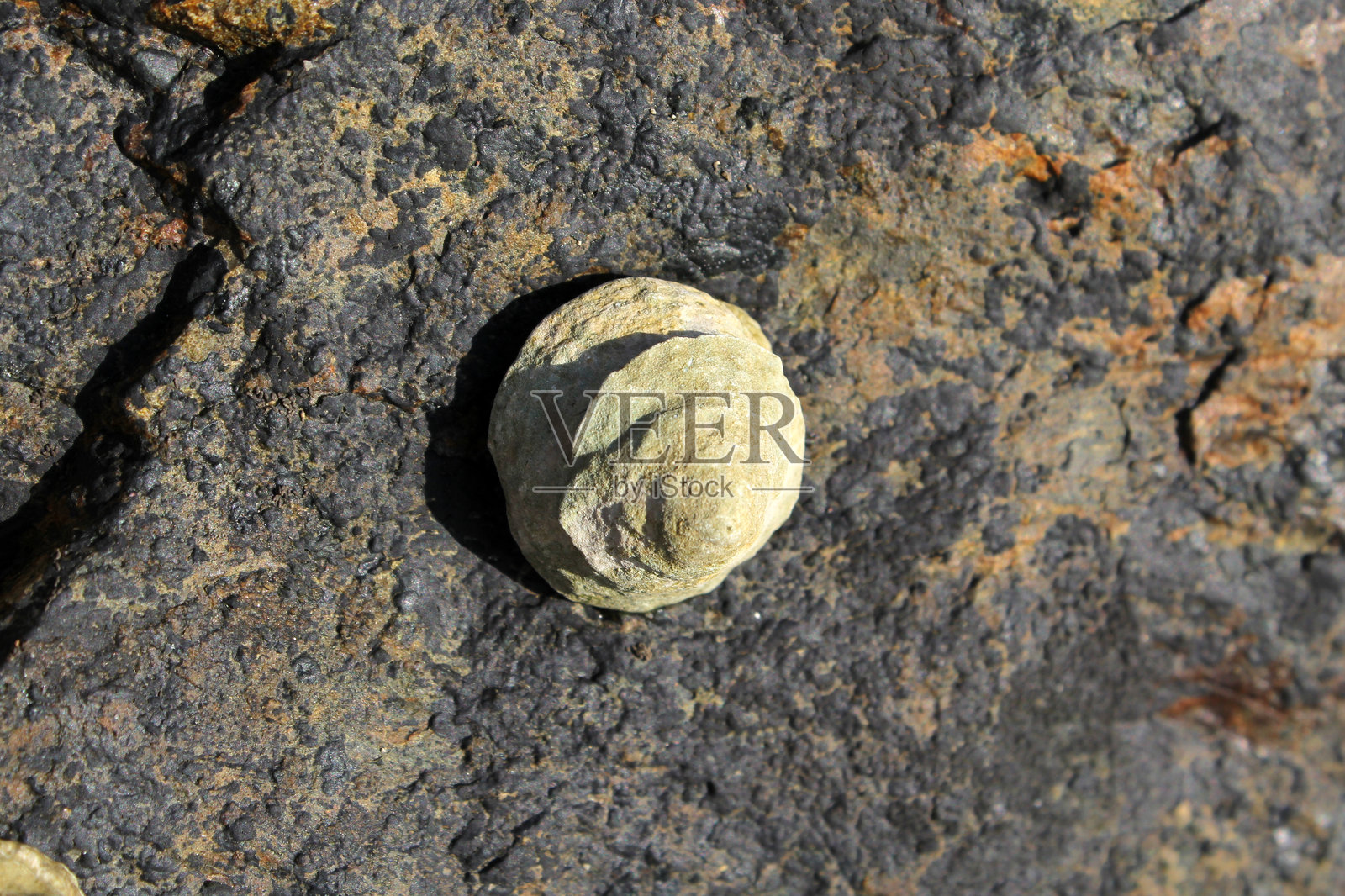 附着在海滩岩石上的甲壳类软体动物贝壳照片摄影图片