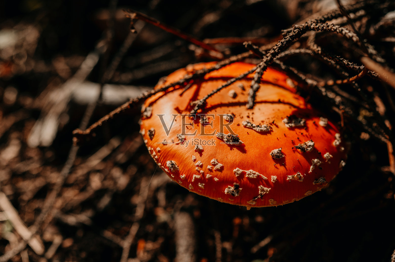 一朵鲜艳的橙色蘑菇优雅地位于自然的杂物和碎片中照片摄影图片