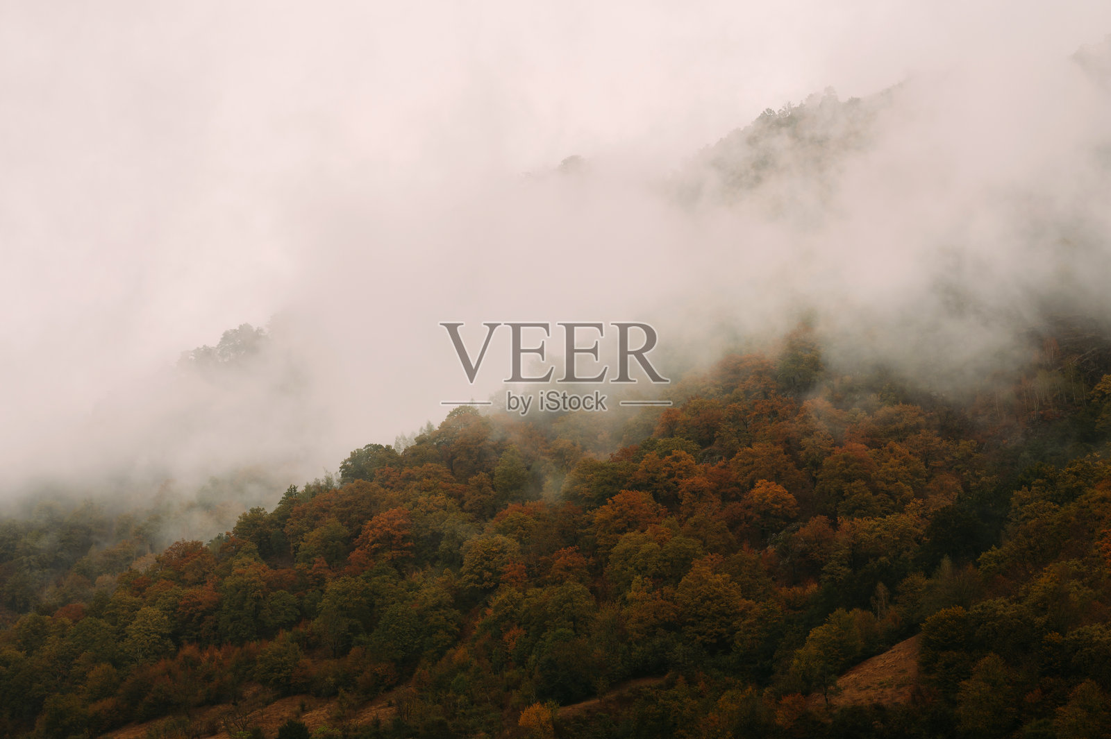 雾气弥漫的秋季森林景色,五彩斑斓的树叶被雾气环绕照片摄影图片