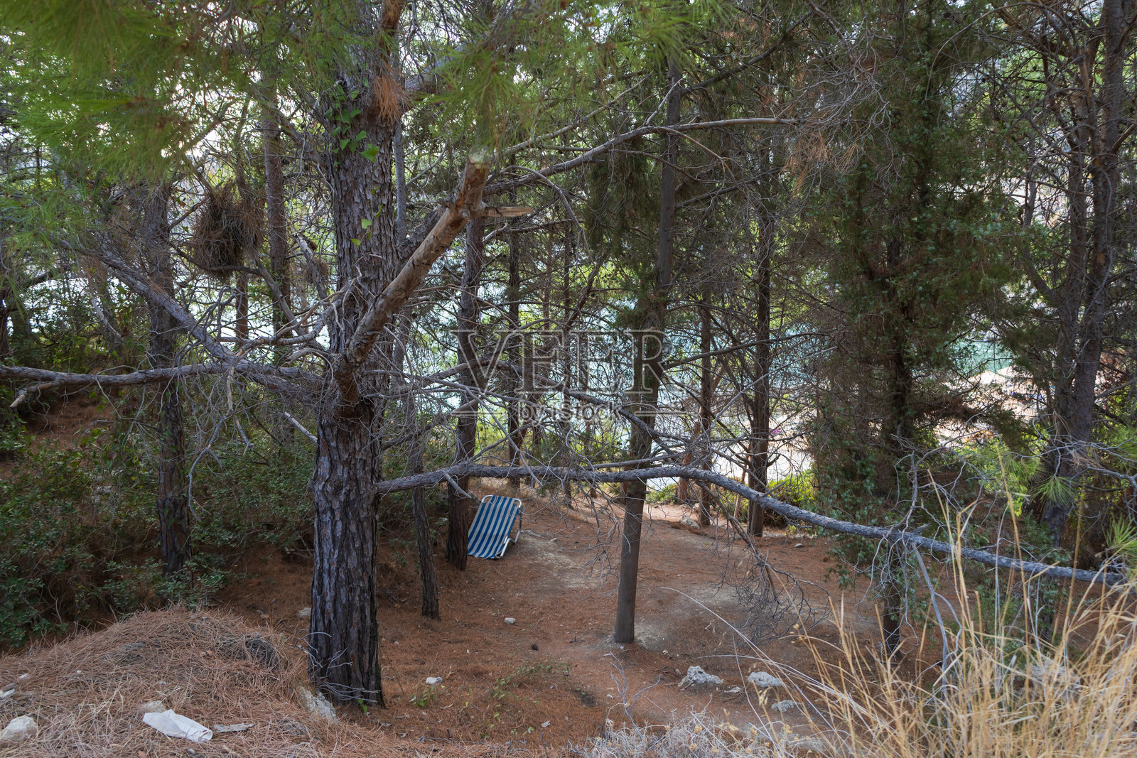 罗德岛森林中游客造成的杂乱。照片摄影图片