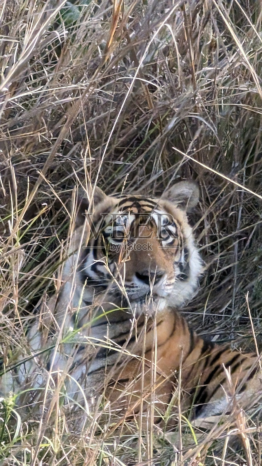 狮子的照片摄影图片