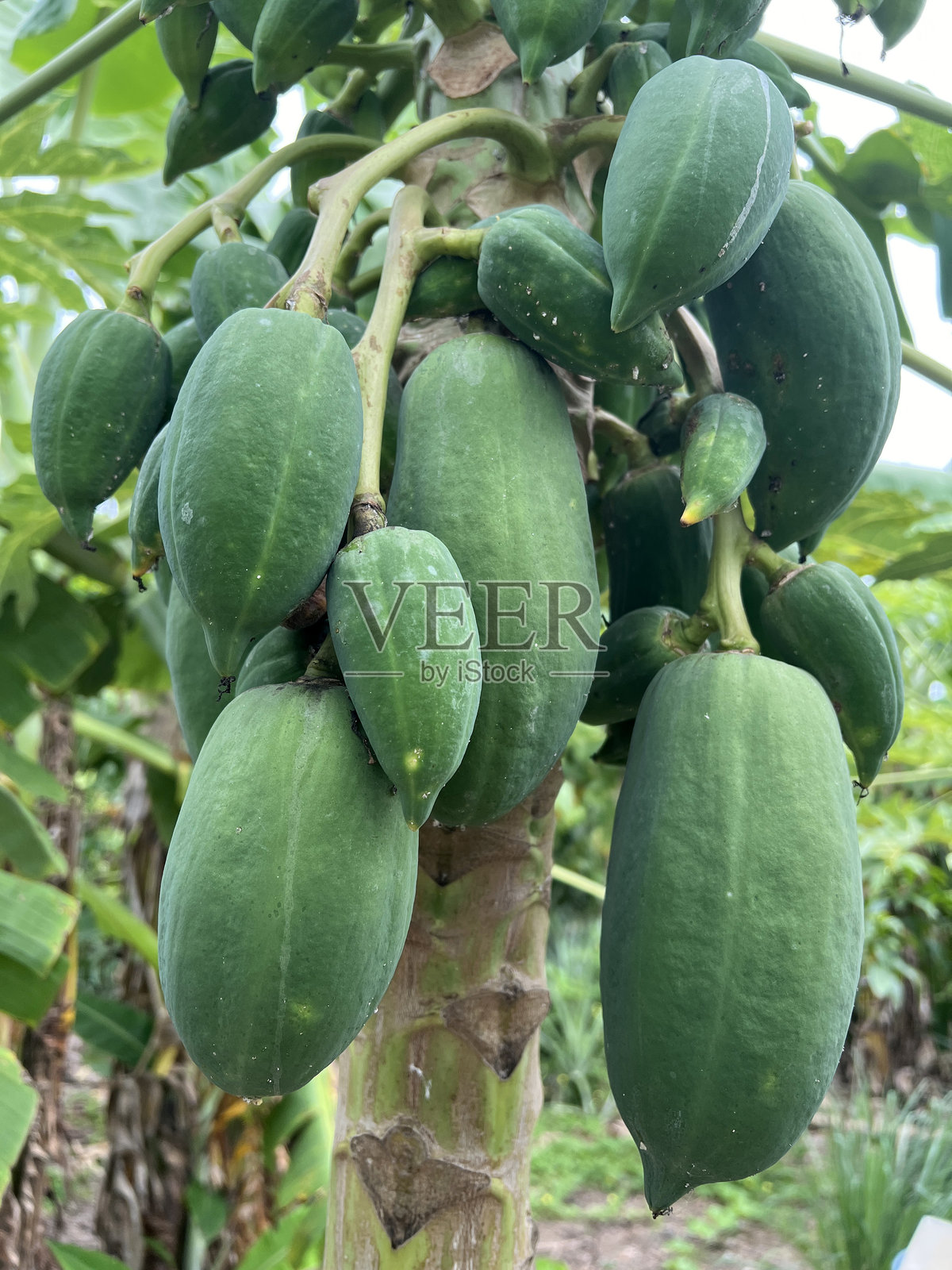 木瓜水果照片摄影图片