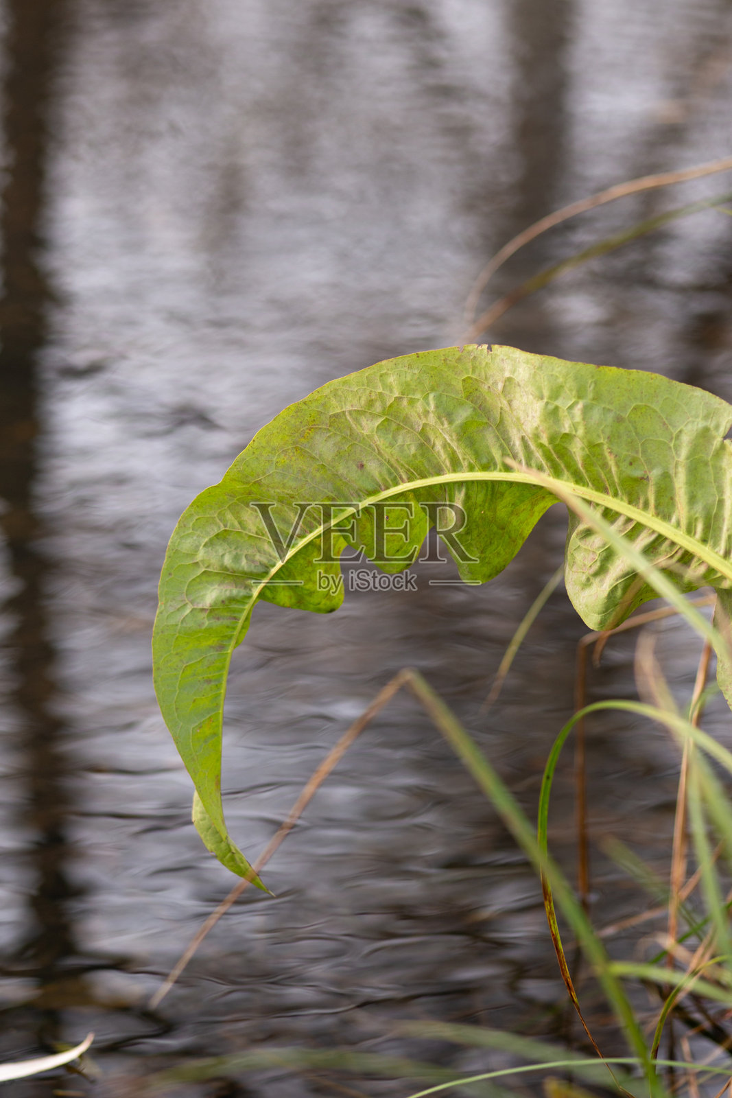 公园里的秋叶照片摄影图片