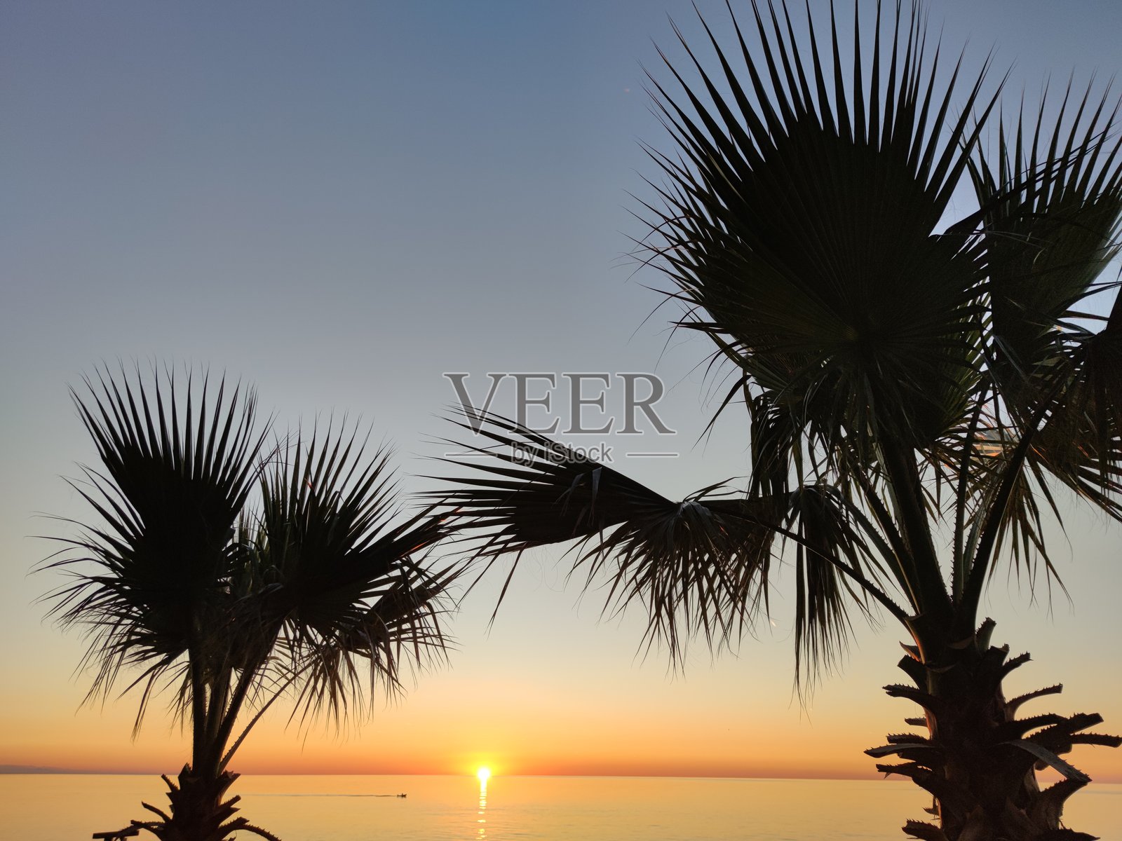 巴图米附近海边的日落。棕榈树的剪影映衬在日落的天空中。科布列季海滩上的日落。照片摄影图片