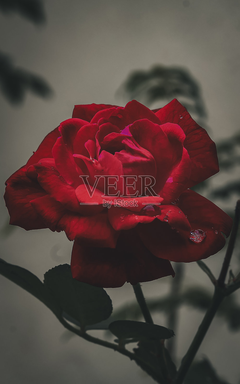 美丽的红玫瑰花照片摄影图片