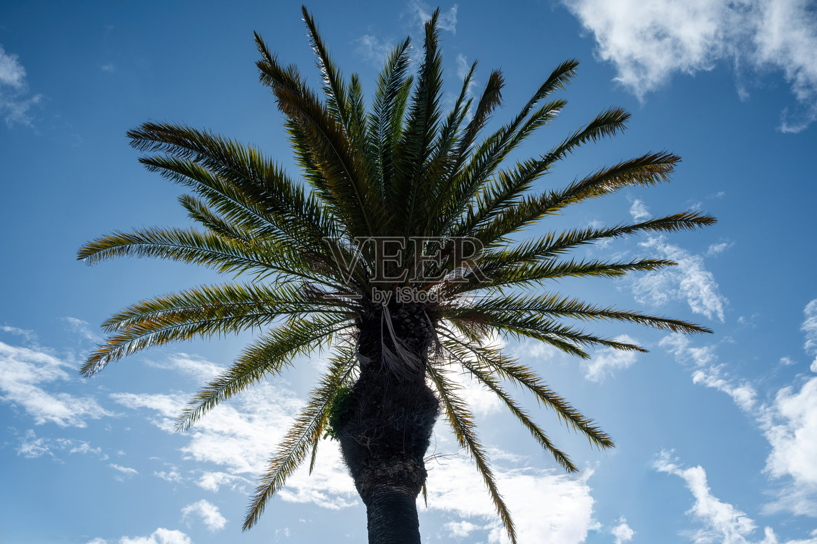 蓝天白云背景下的棕榈树,阳光下的椰子树照片摄影图片