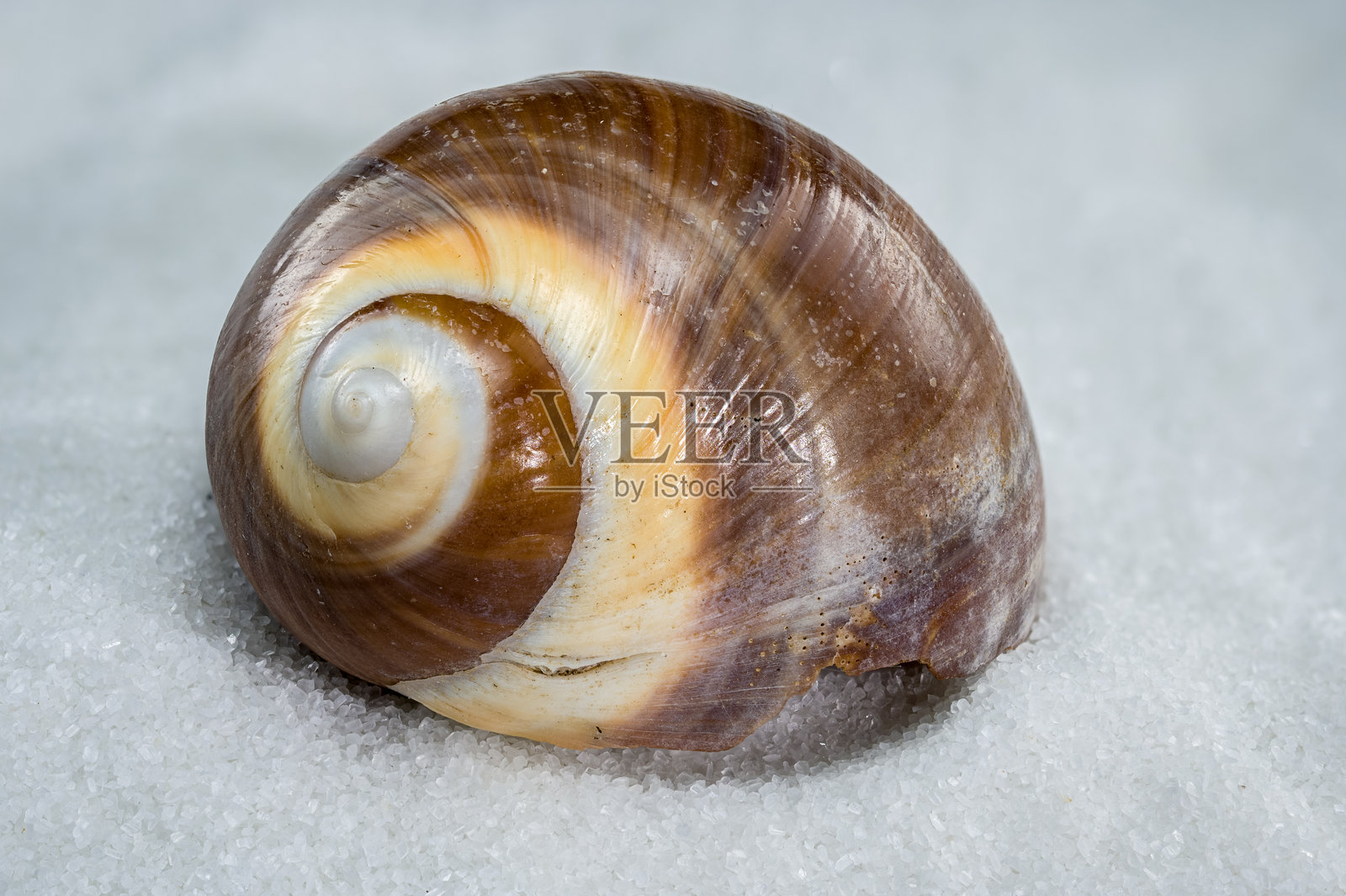 自然螺旋海螺在白色沙滩上照片摄影图片