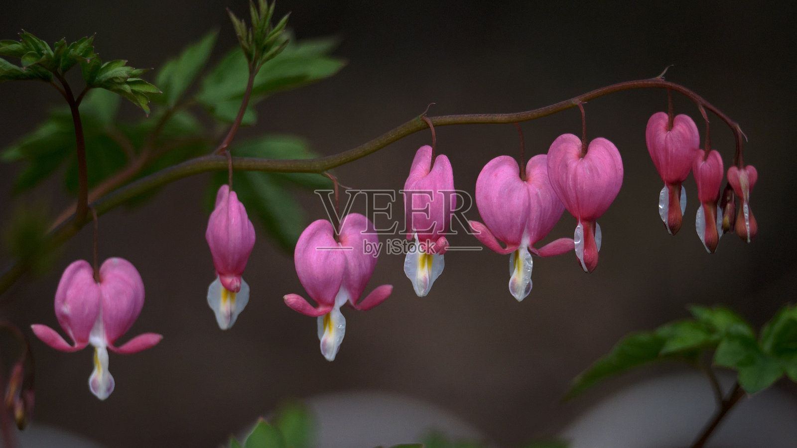 紫色的泪心花从茎上垂下照片摄影图片