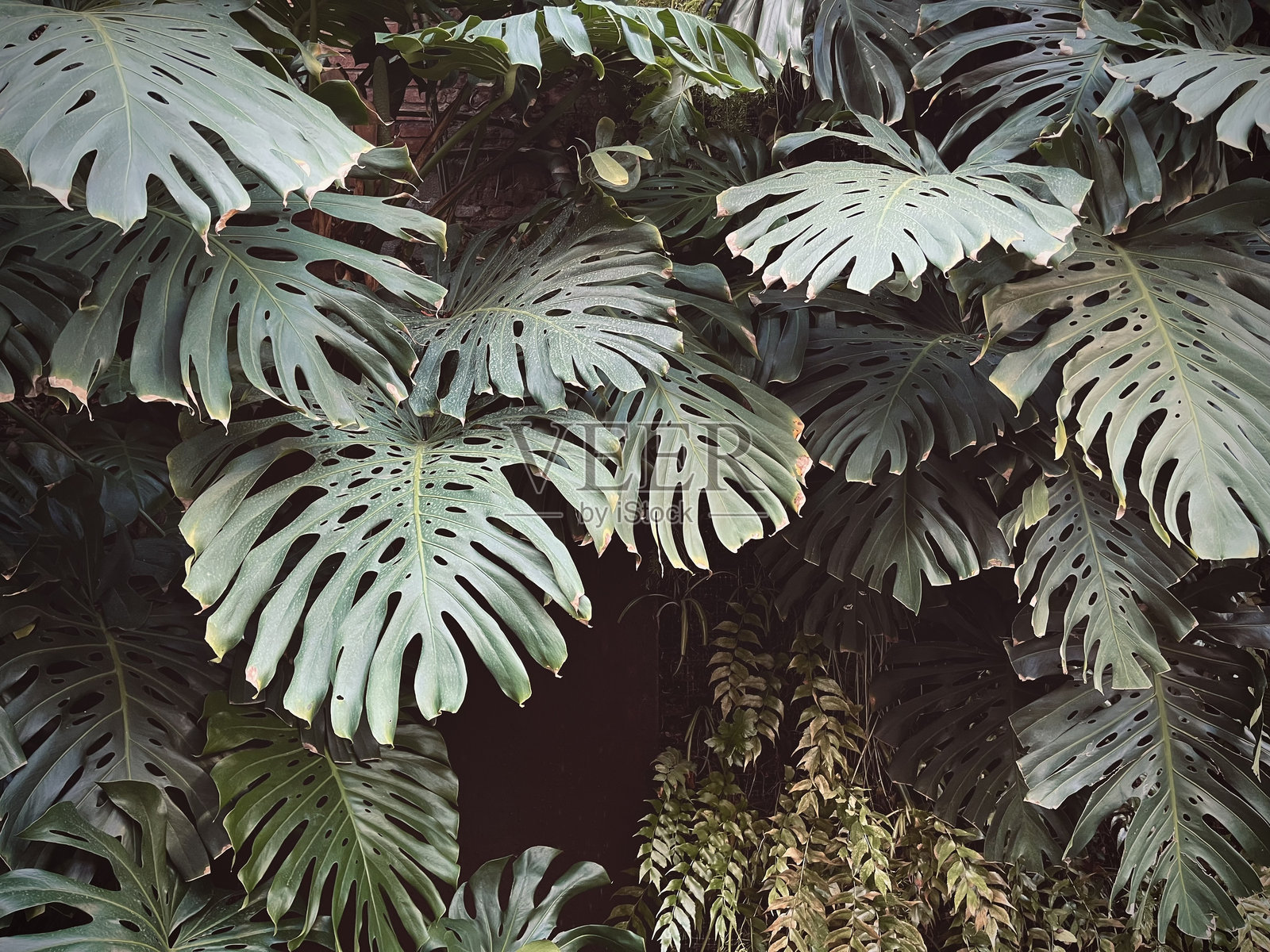 郁郁葱葱的龟背竹植物照片摄影图片