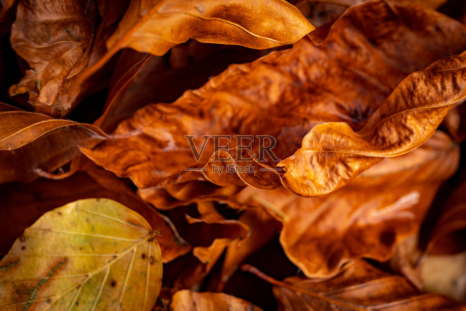 秋天森林中的黄色树叶。大自然中的秋天。自然的秋季背景。金色季节。照片摄影图片