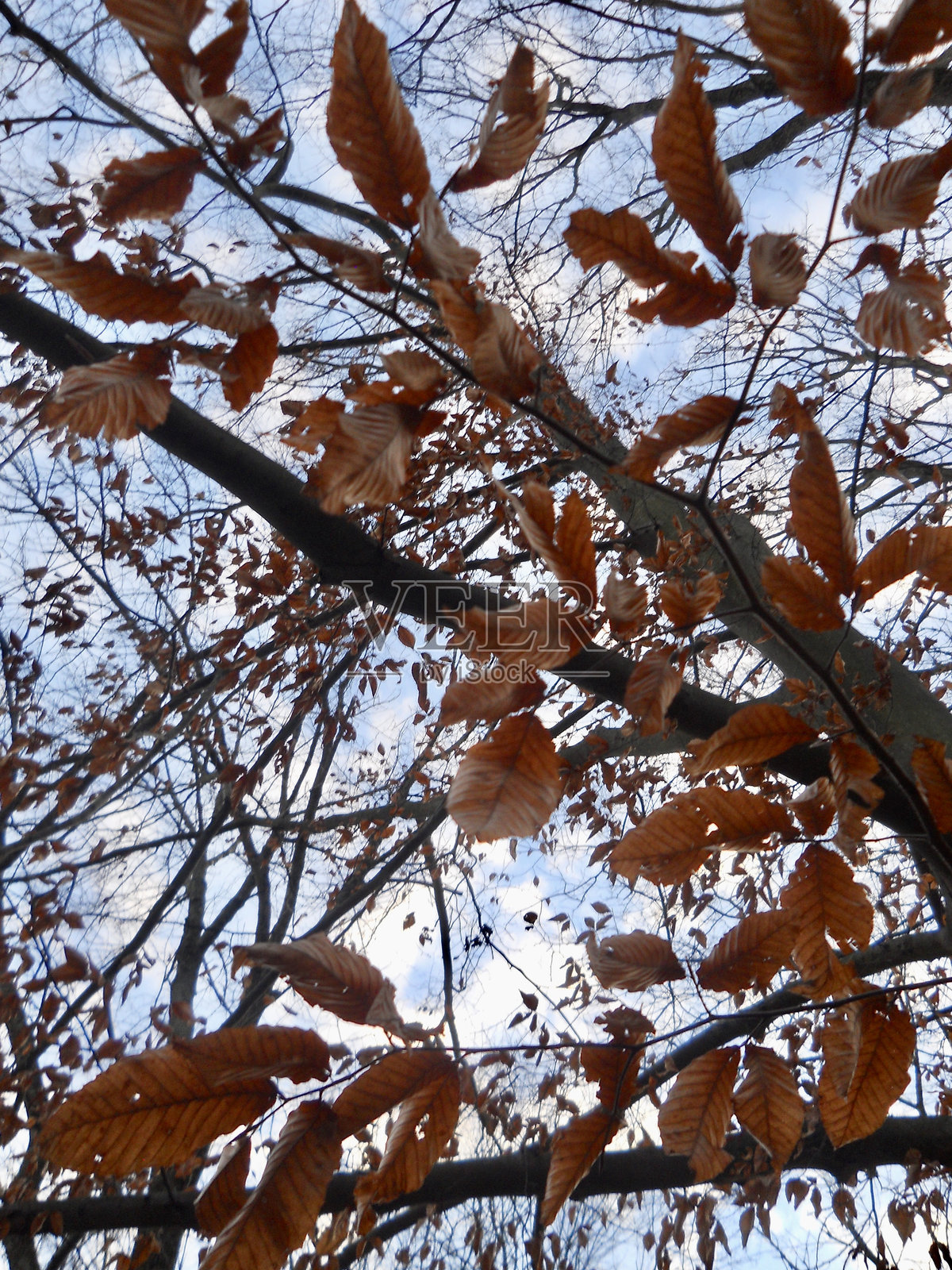 树上的秋叶照片摄影图片