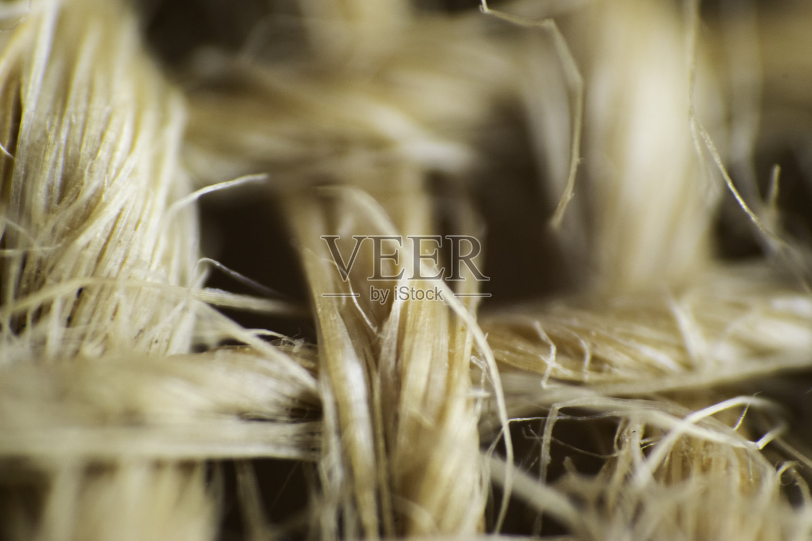 宏观柳条照片摄影图片