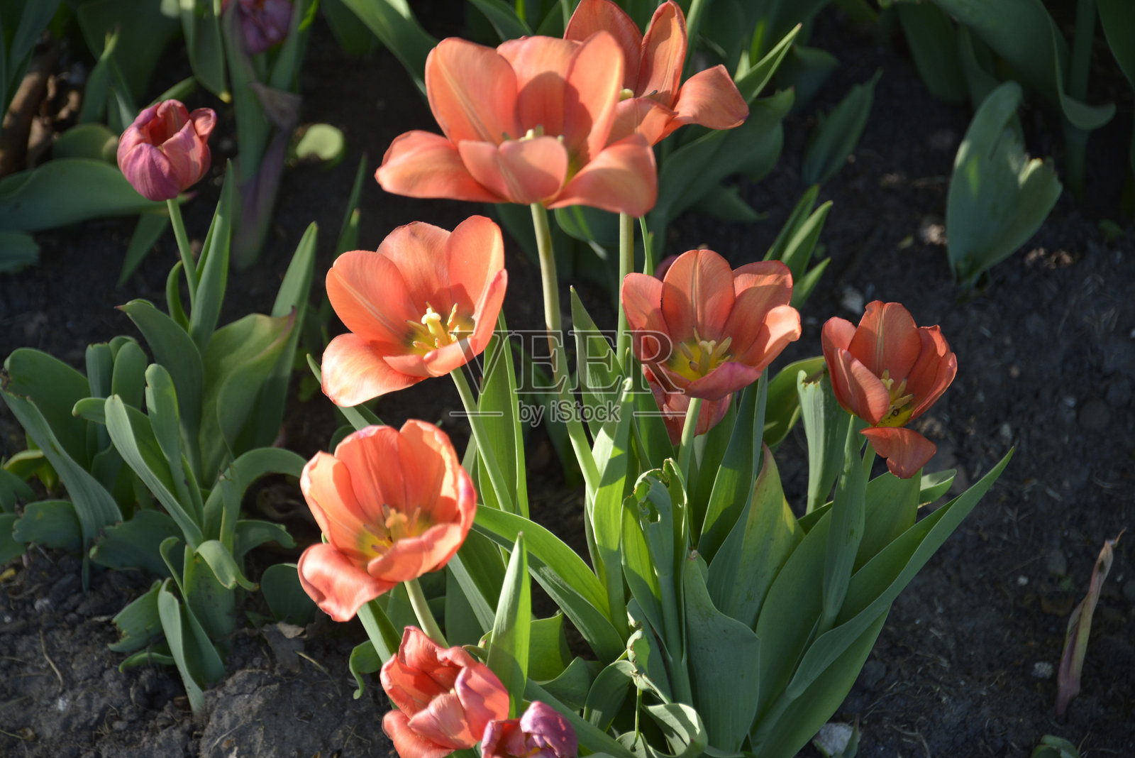 郁金香照片摄影图片