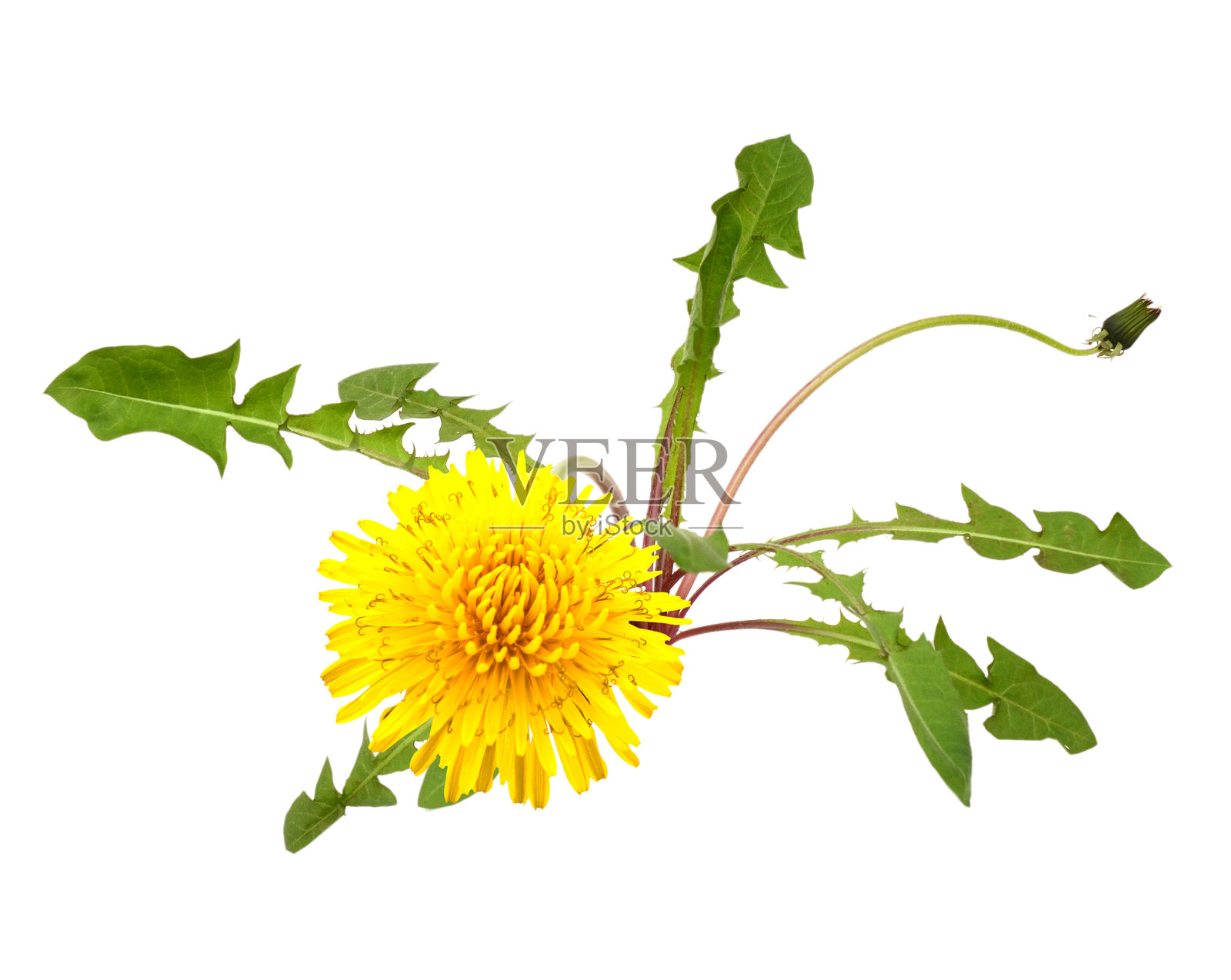 蒲公英盛开的树照片摄影图片