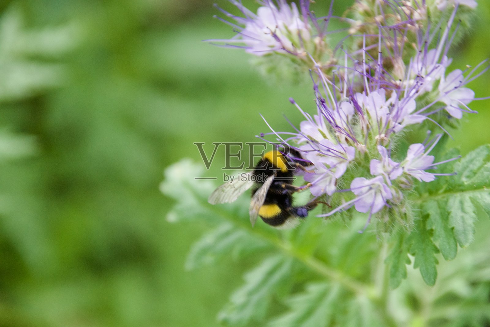在紫花苜蓿中采集花蜜和花粉照片摄影图片