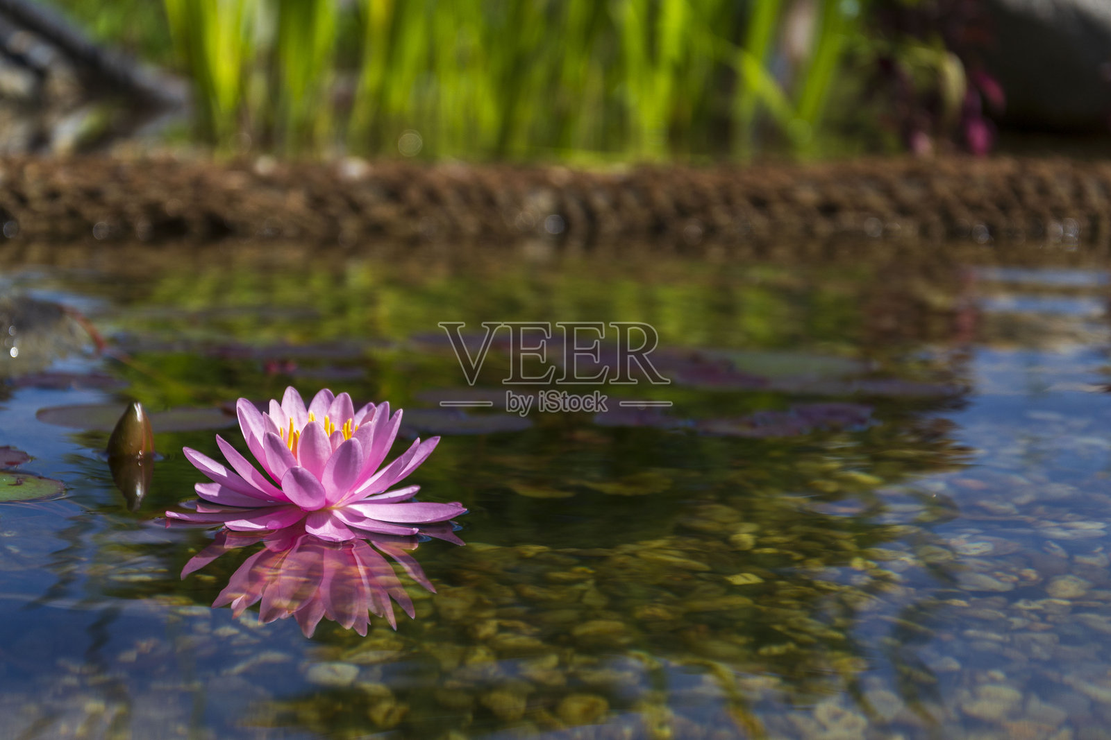 美丽的粉色睡莲绽放细节,植物用于天然游泳池过滤水,无需化学品,放松和冥想的概念照片摄影图片