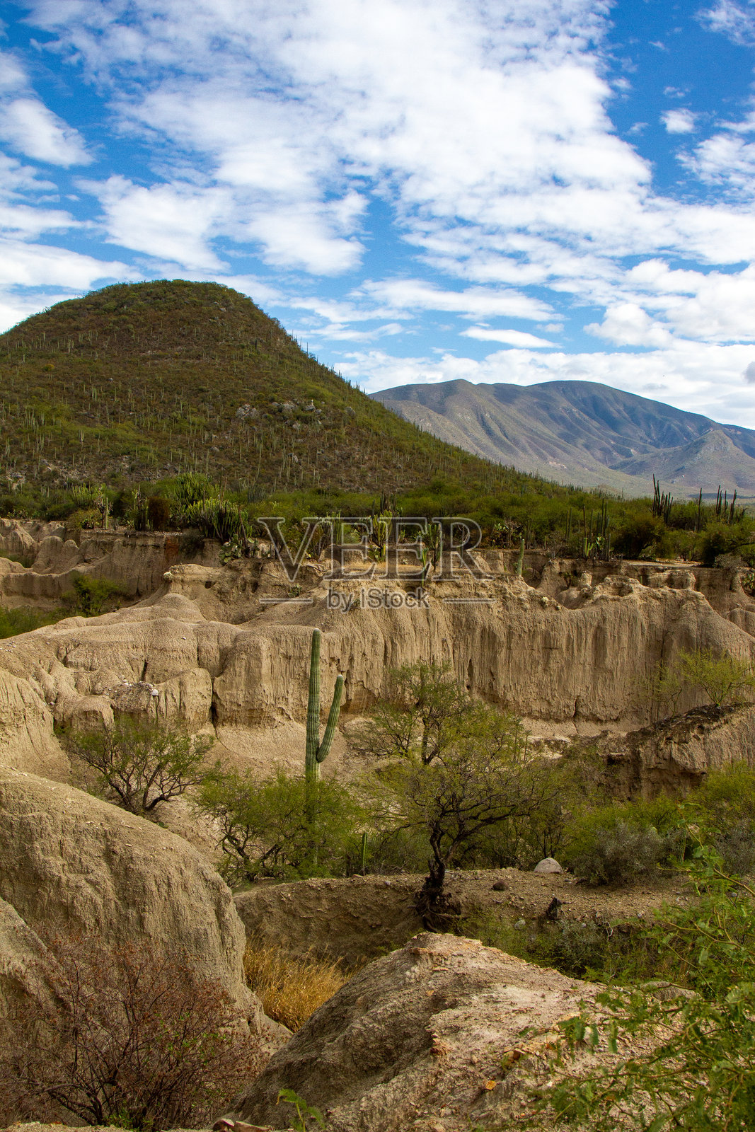 特瓦坎生物圈保护区的景观。沙漠和仙人掌。墨西哥普埃布拉。照片摄影图片