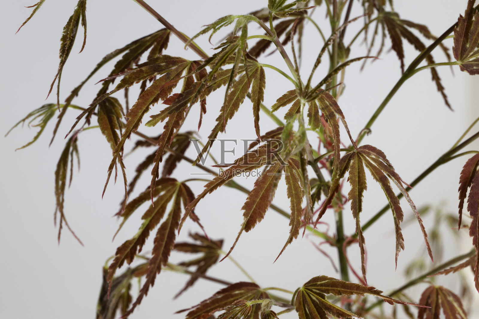 万叶之里日本枫(Acer palmatum 'Manyo-no-Sato')照片摄影图片