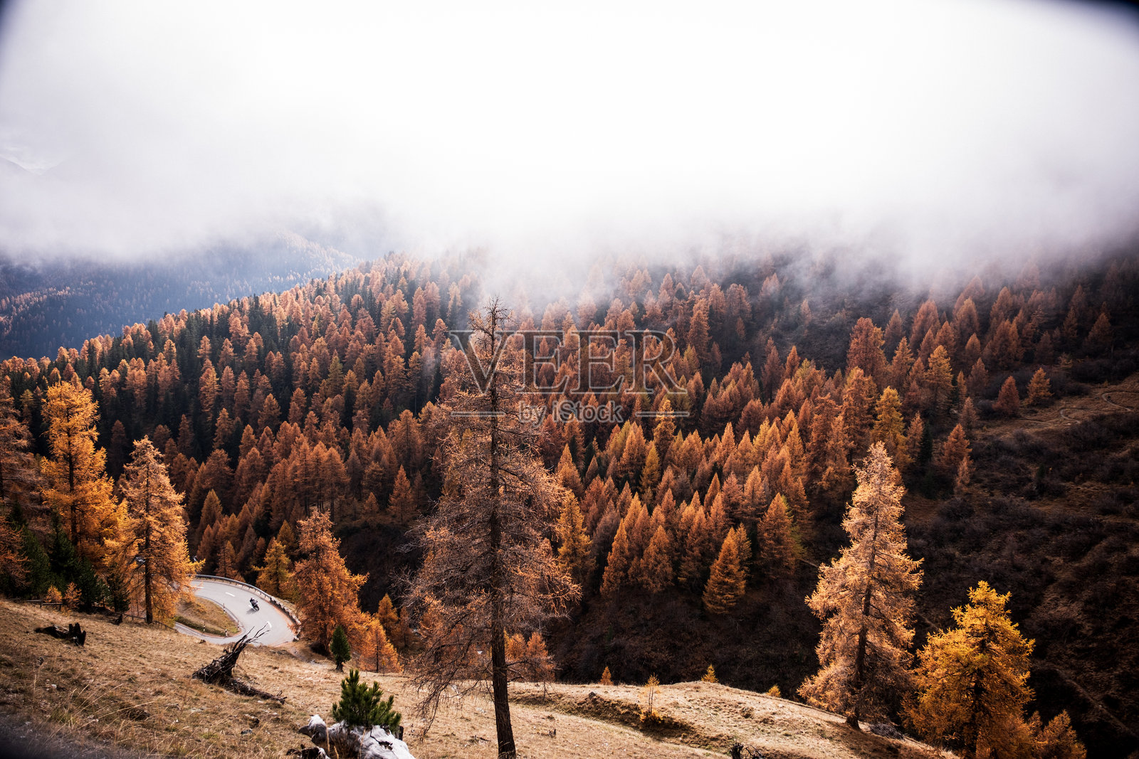 格劳宾登的秋季落叶松树照片摄影图片
