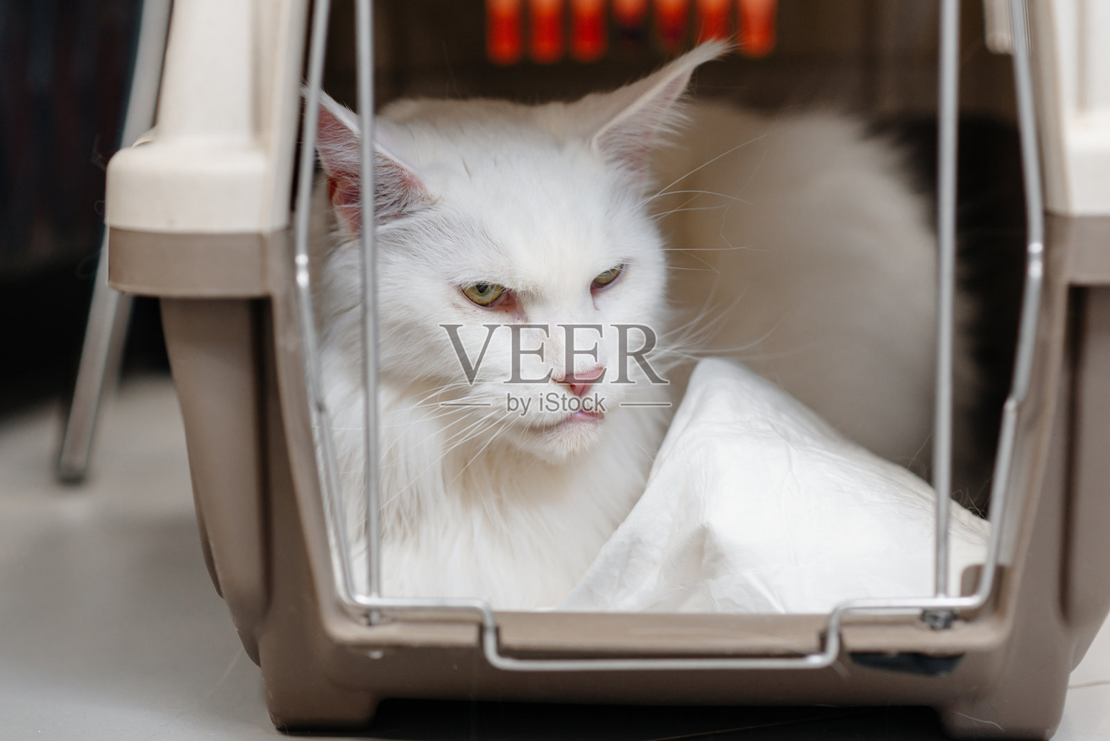 大白猫在运输箱里照片摄影图片