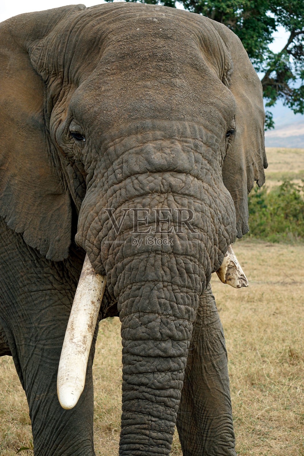坦桑尼亚野生动物照片摄影图片
