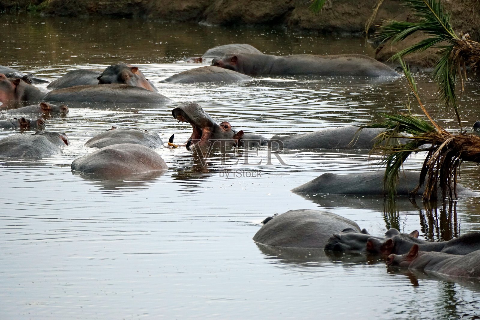 坦桑尼亚野生动物照片摄影图片