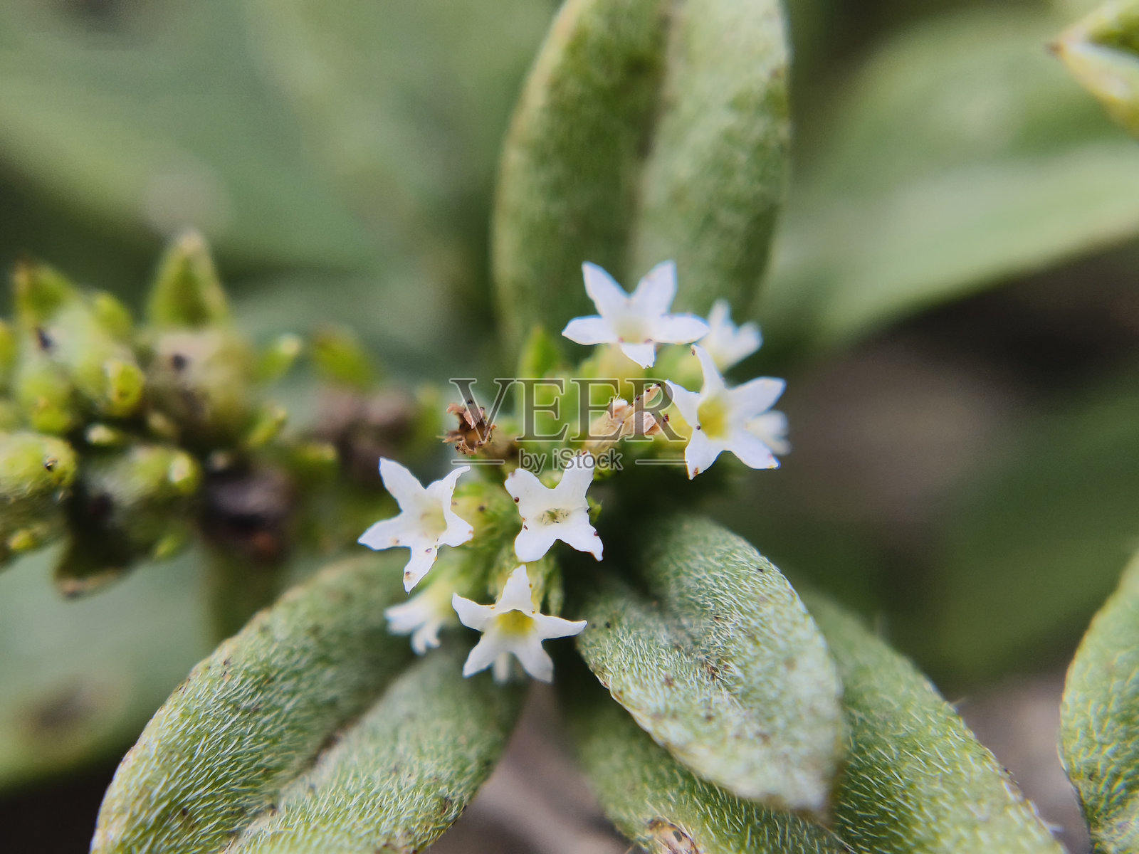 灰叶紫罗兰花照片摄影图片