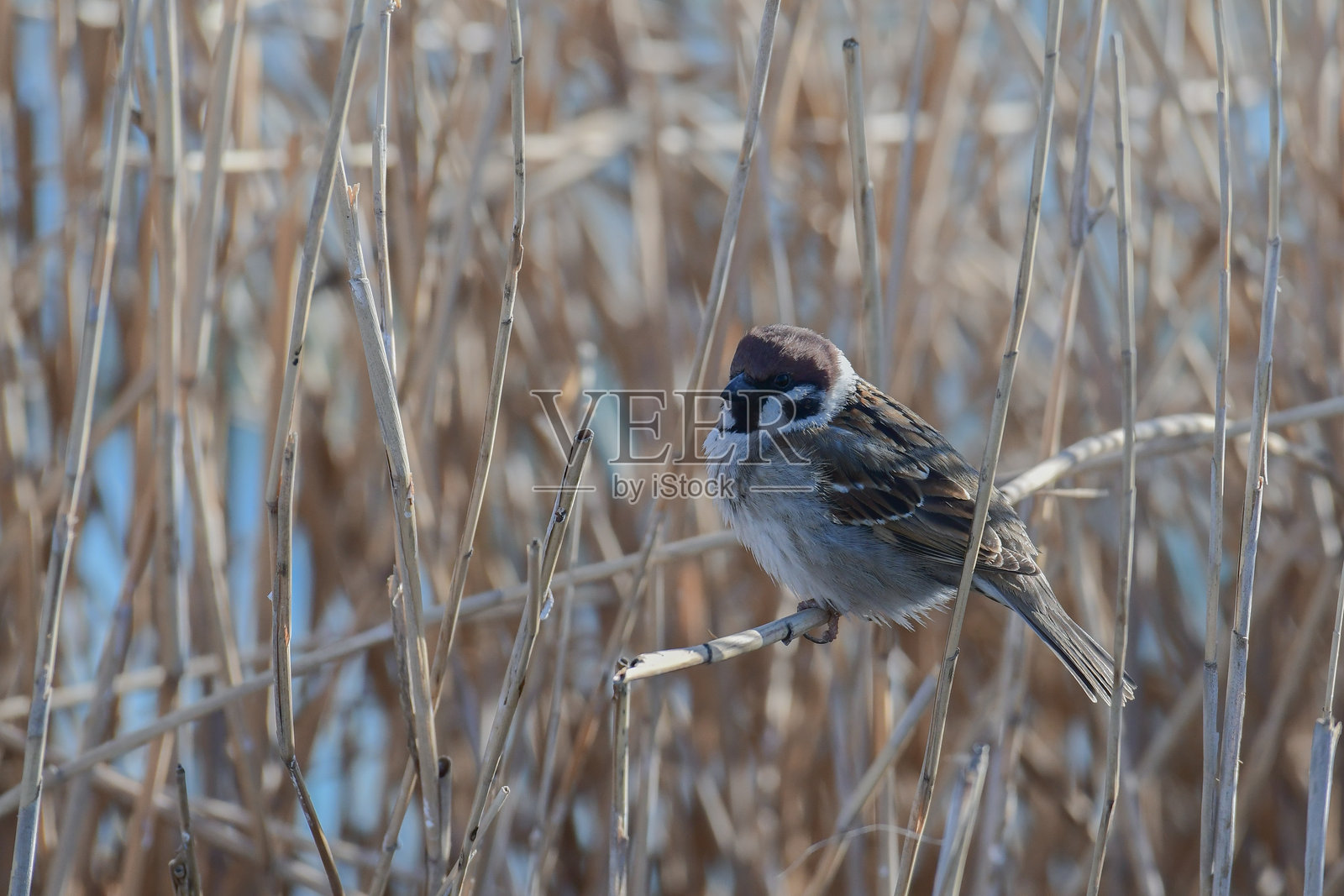 欧亚树雀,麻雀属。野生状态下照片摄影图片