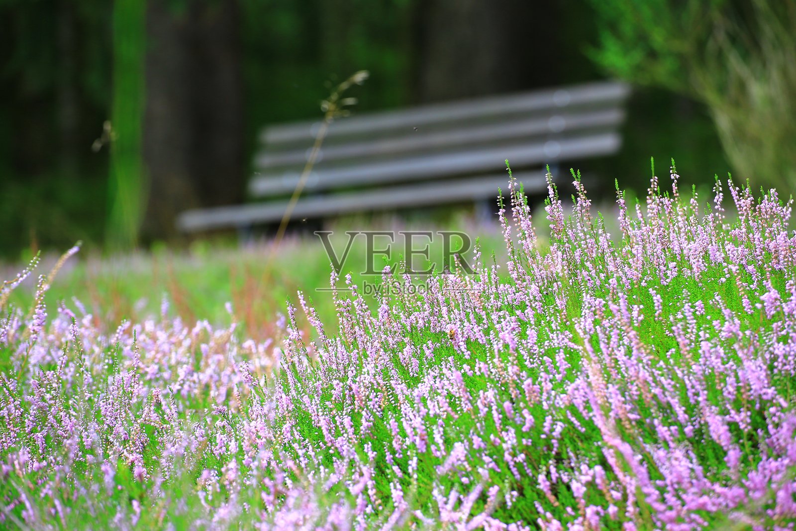 树下的长椅被紫色石楠花环绕,位于宁静的森林区域照片摄影图片