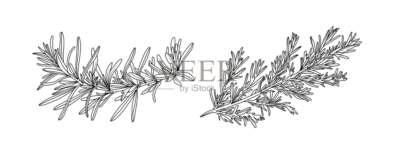 白色背景上的迷迭香叶子线条艺术排列。手绘迷迭香草本元素的轮廓,适用于香料、化妆品、邀请框设计,矢量插图。插画图片素材