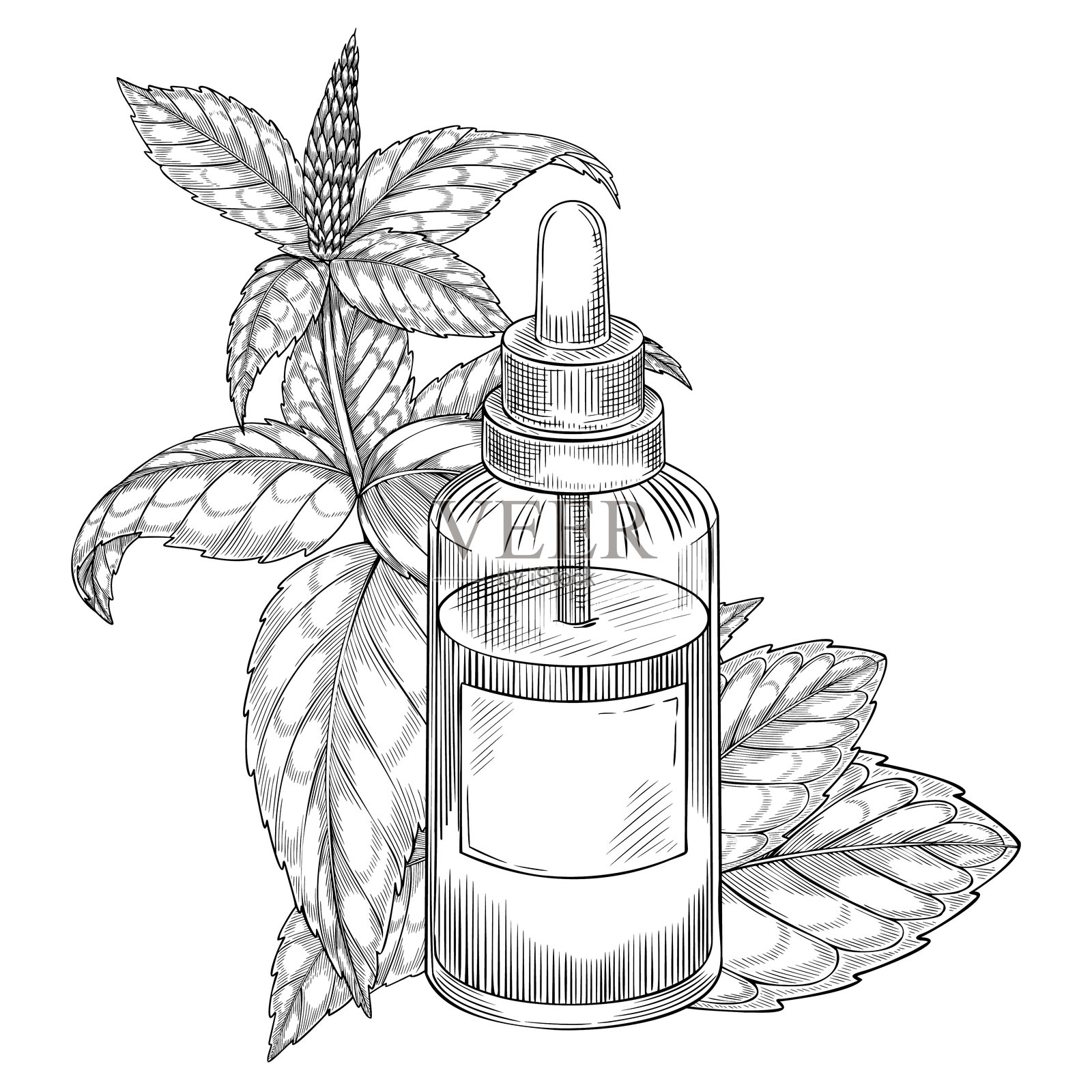 复古玻璃瓶中的薄荷精油和药草。用于香薰疗法和化妆品设计的单色线条插图,描绘了带滴管的复古小瓶和药草。插画图片素材