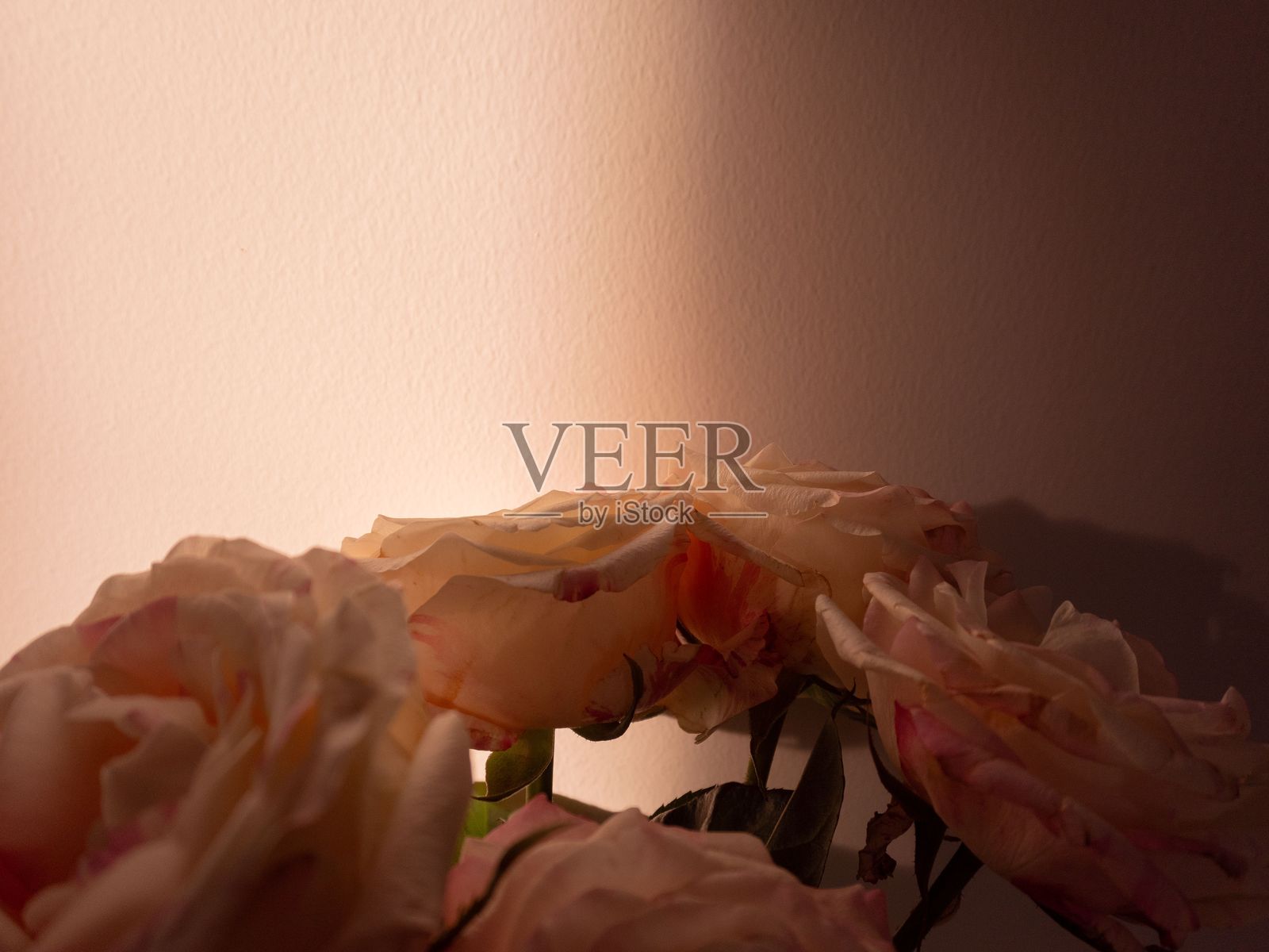 玫瑰花束在墙上投下阴影,沐浴在温暖的阳光下照片摄影图片