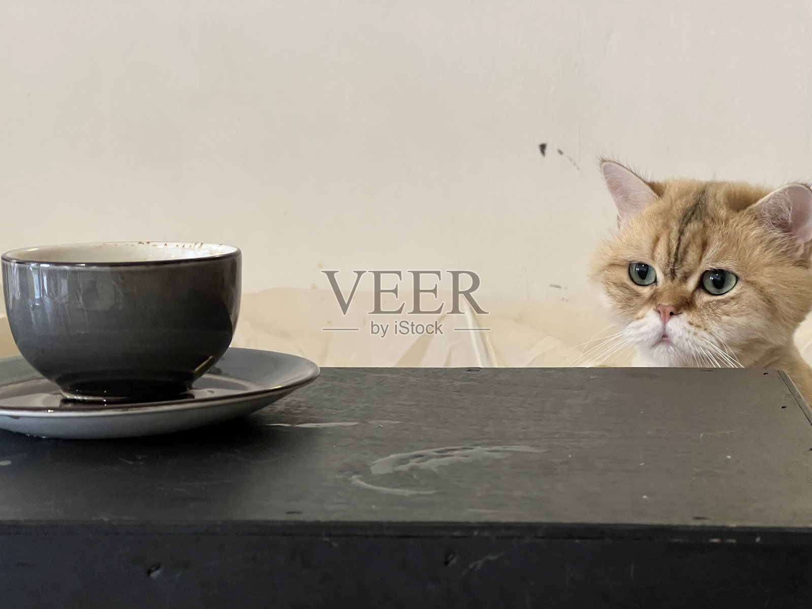 可爱的宠物照片摄影图片