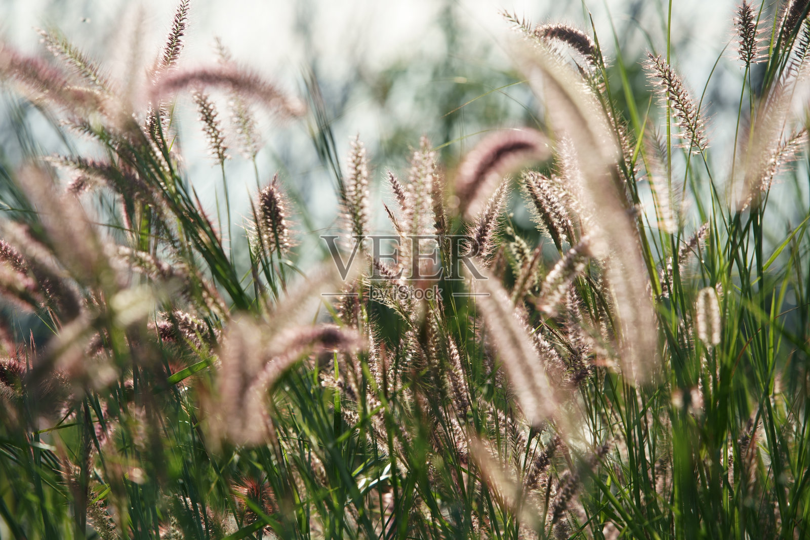 阳光下柔和粉色的草叶与模糊背景,营造出宁静而平和的自然环境,理想用于自然和风景摄影。照片摄影图片