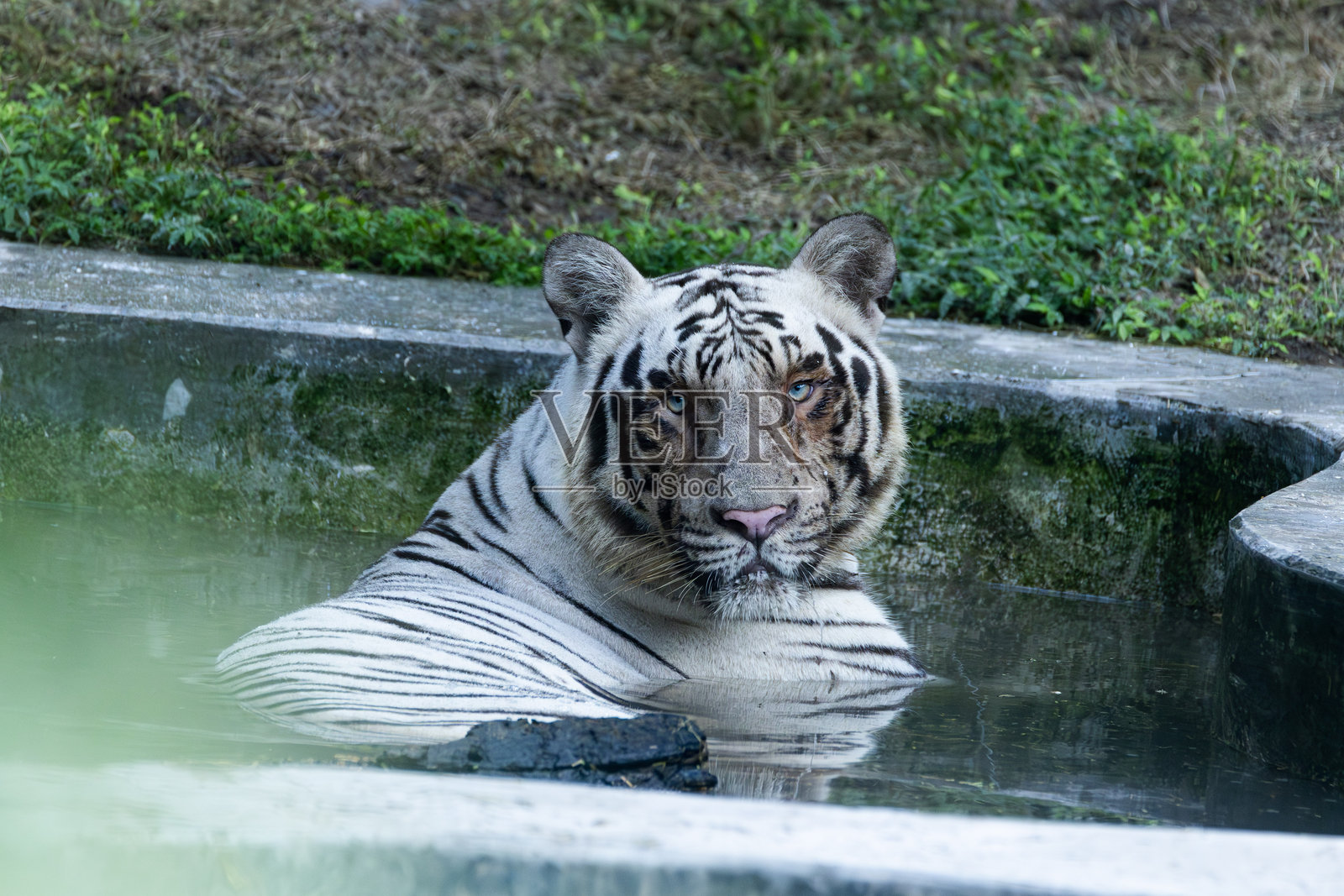 动物园里的白虎照片摄影图片