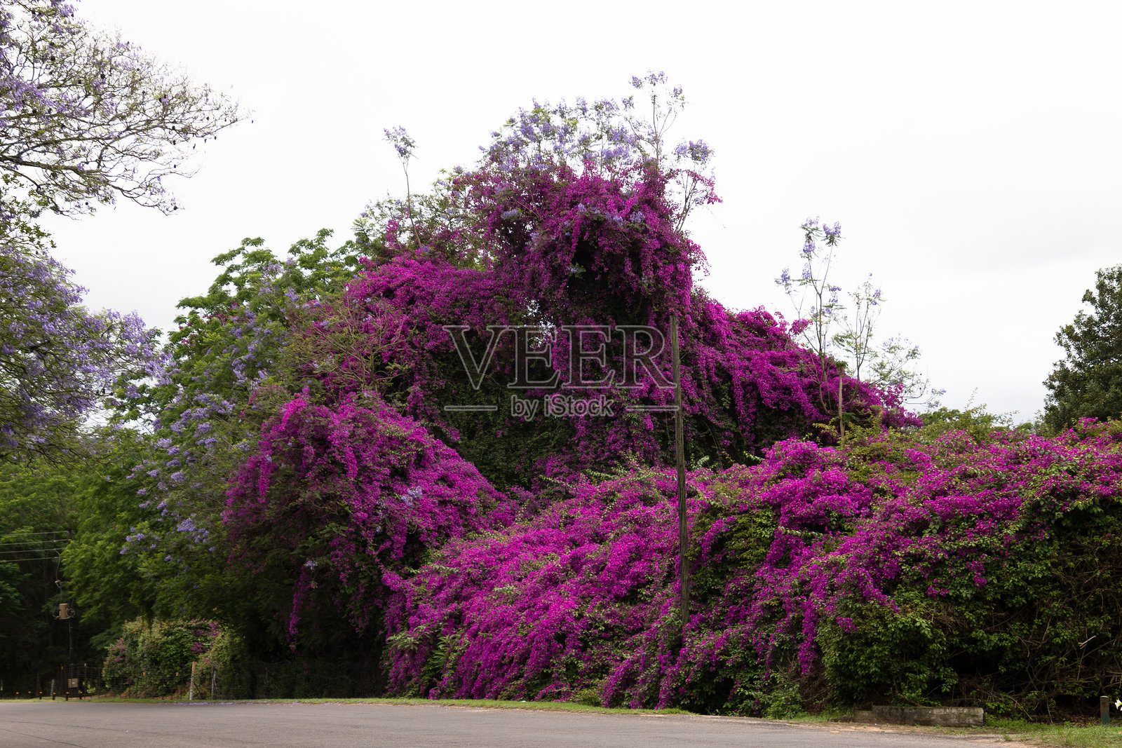 南非全景路线上的粉色九重葛照片摄影图片