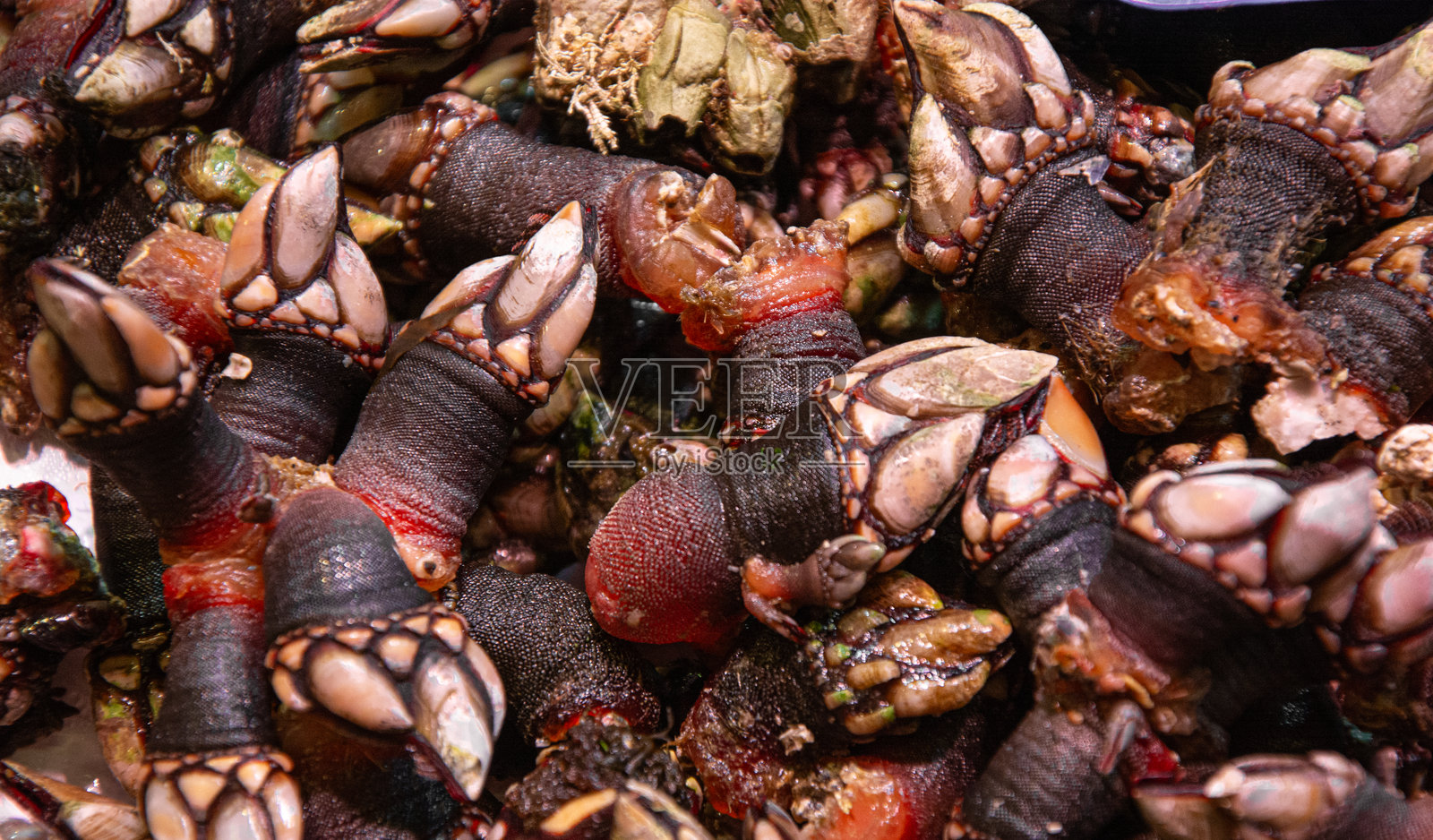 近距离观察的藤壶,烹饪背景照片摄影图片