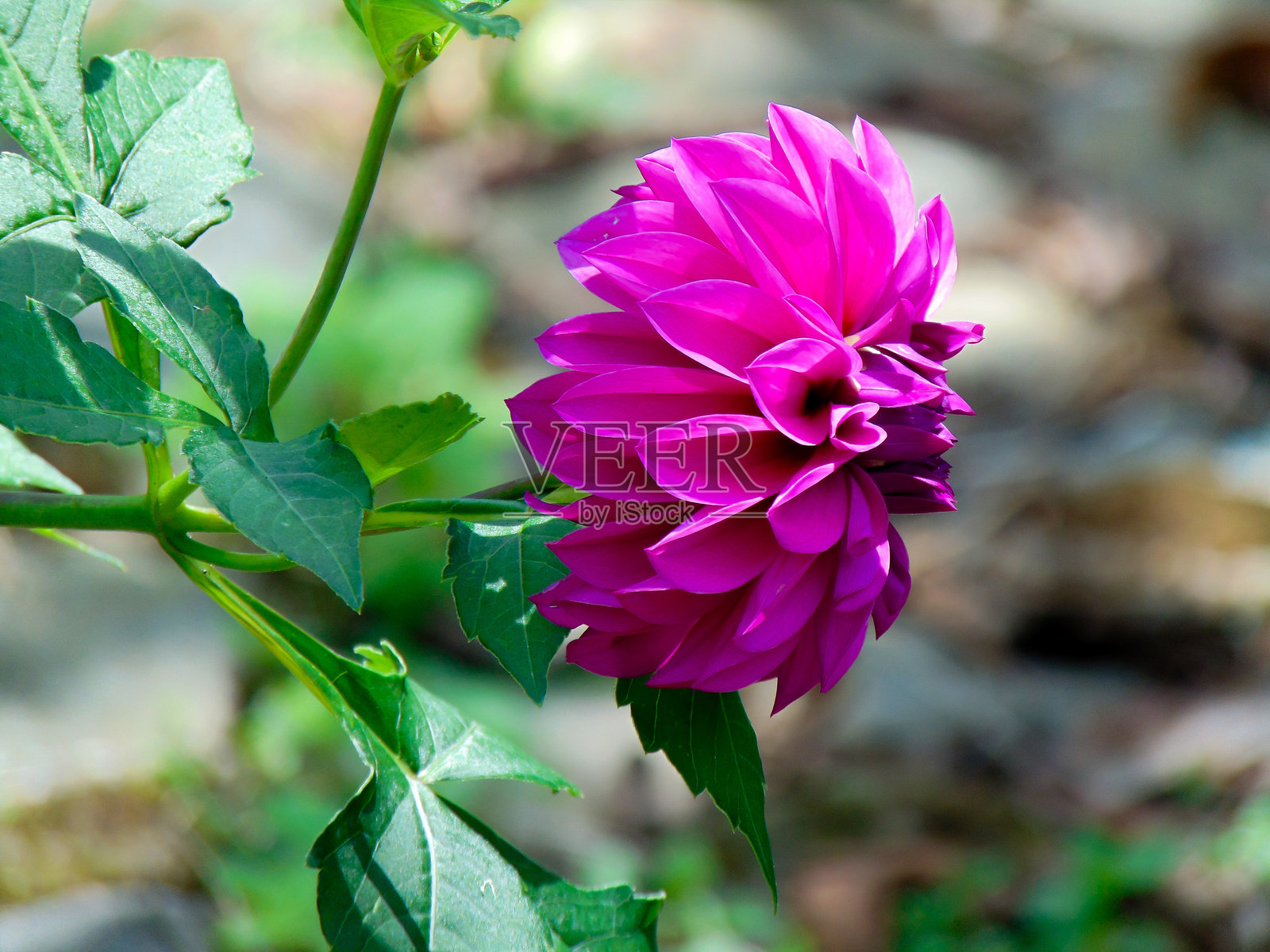 花瓣的侧面视图照片摄影图片